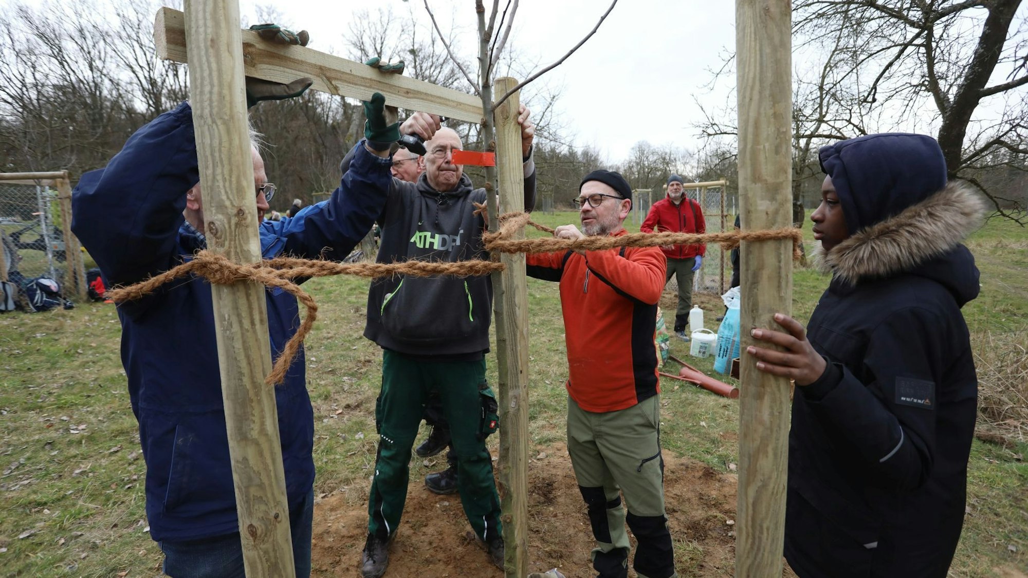 Mehrere Personen sichern einen jungen Baum mit Seilen an drei Pfählen.