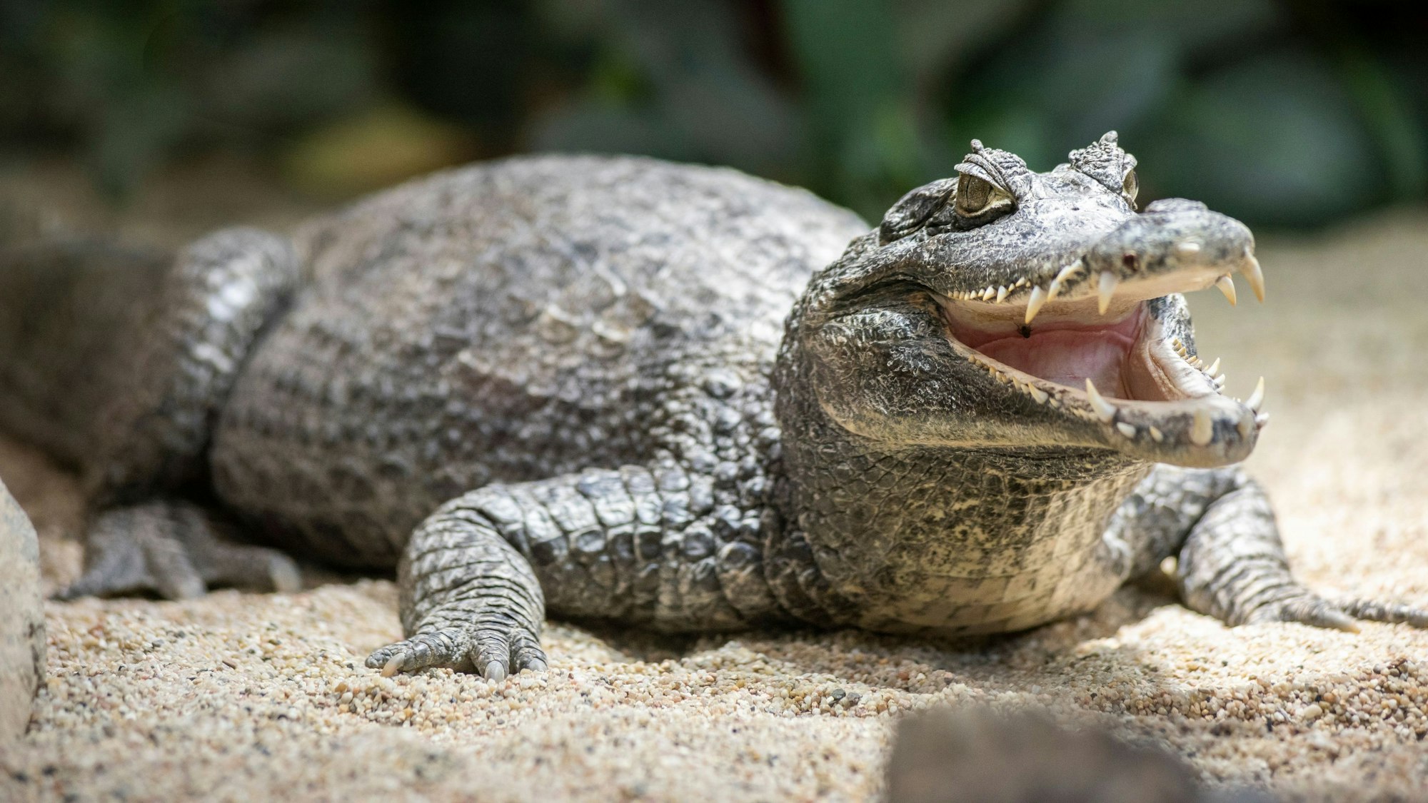Ein Krokodilkaiman befindet sich auf einem sandigen Untergrund.