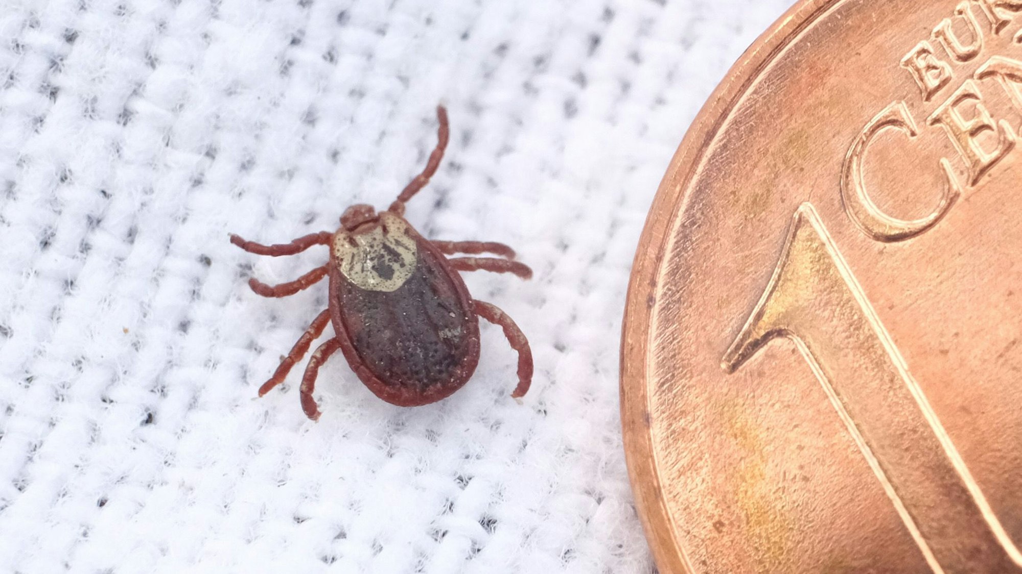 Größenvergleich: Eine Zecke neben einer Ein-Cent-Münze.