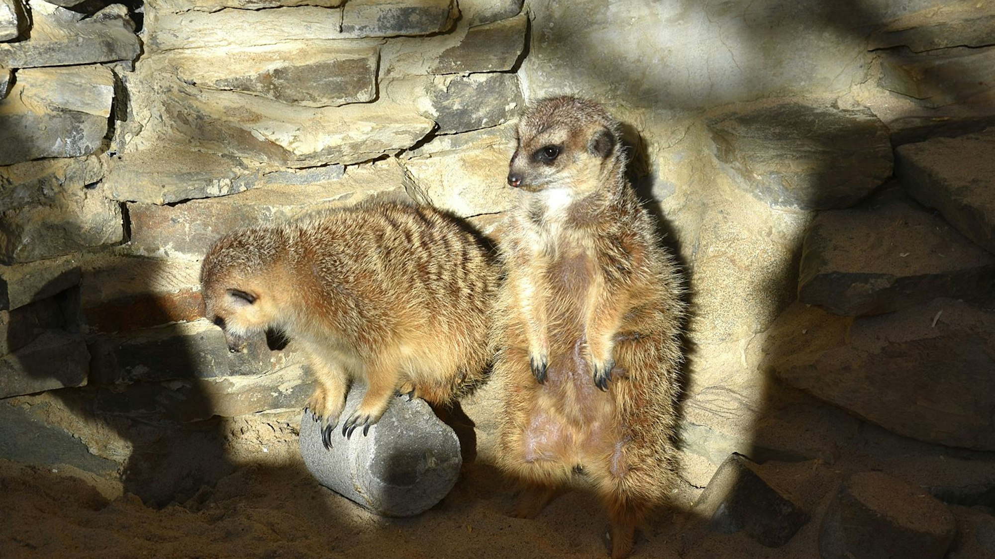 Zwei Erdmännchen in einem Tierpark.