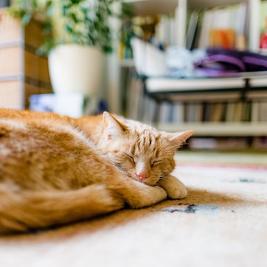 Alt, aber noch längst nicht fertig: Ab dem Alter von zwölf Jahren gelten Katzen in der Regel als Senioren.