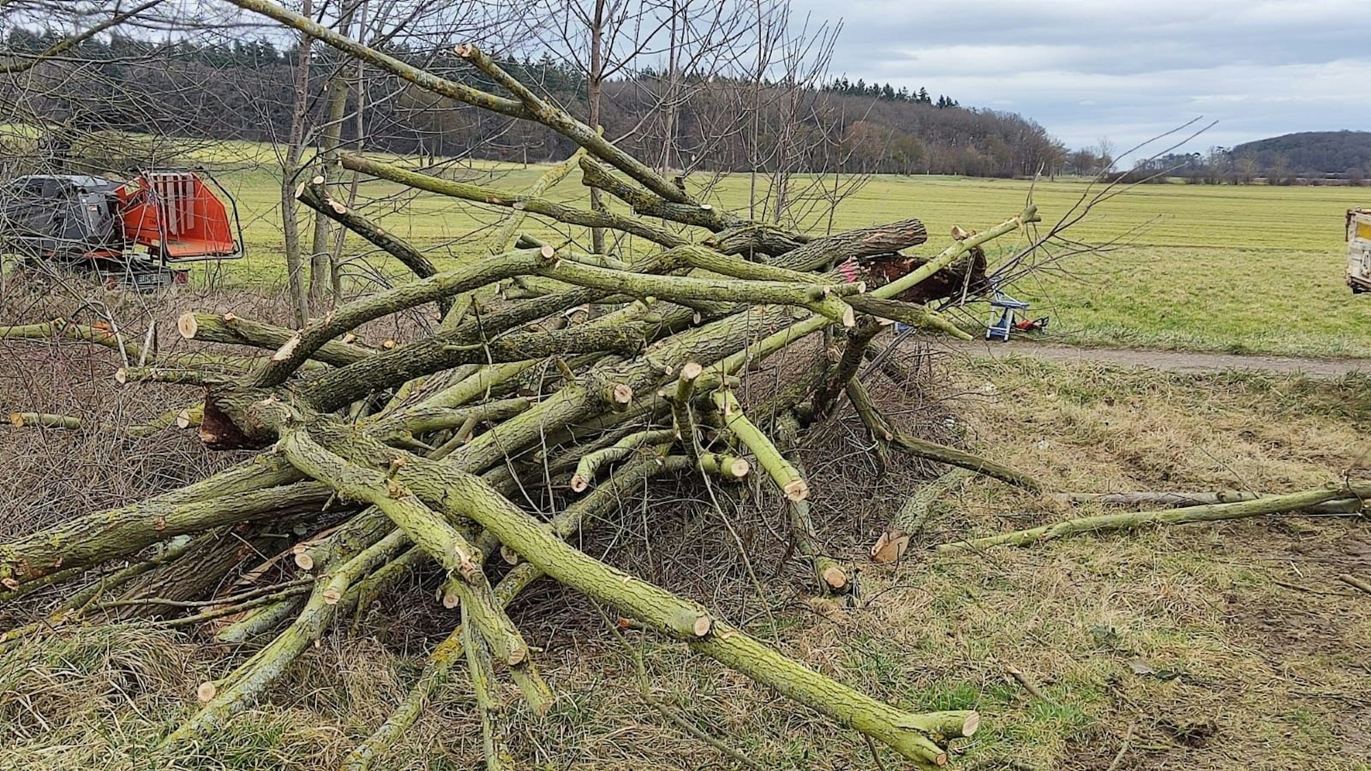 Die Stämme abgeholzter Bäume sind zu einem Stapel aufgehäuft worden.