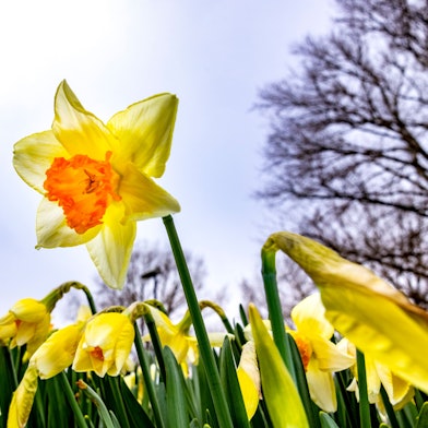 Frühlingserwachen: Narzissen blühen im Kölner Park