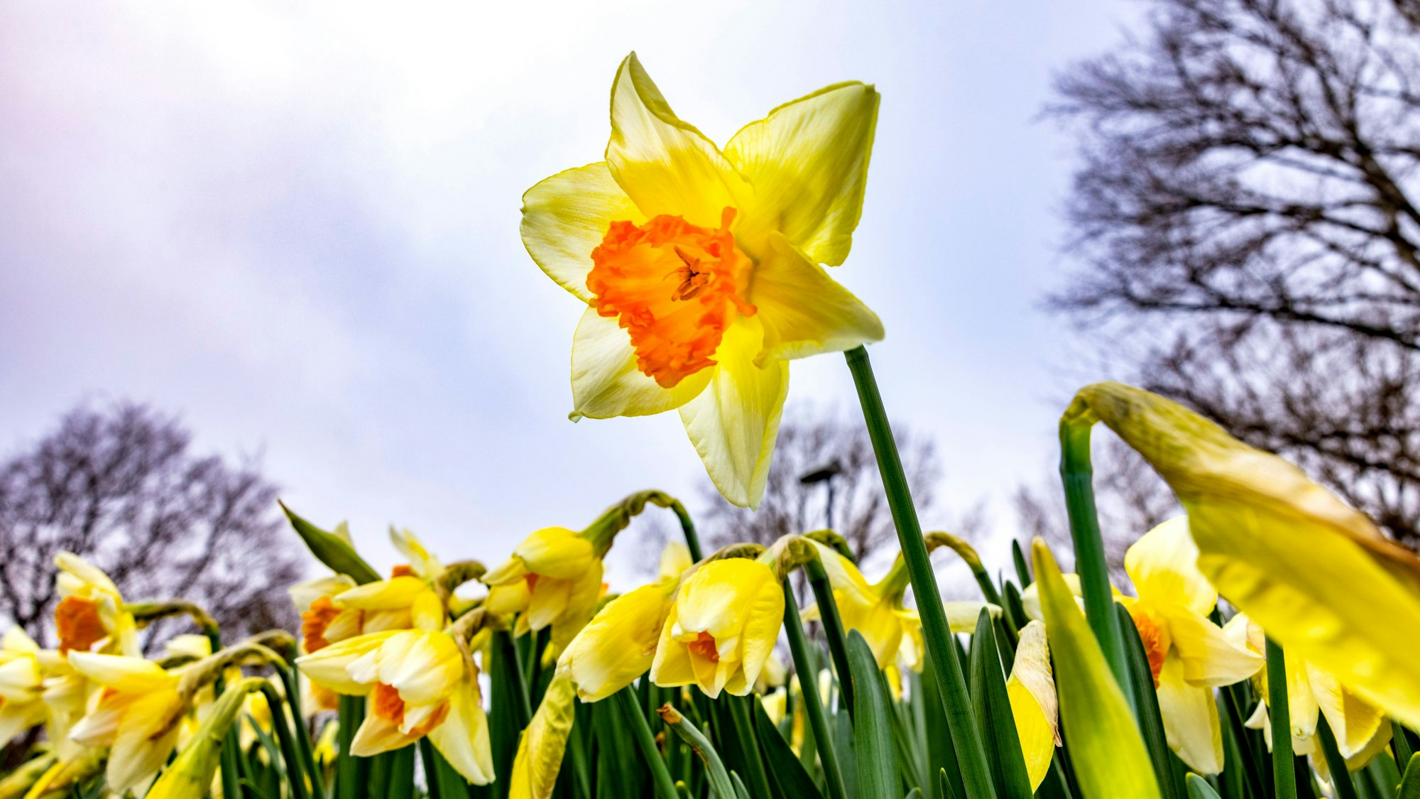 Frühlingserwachen: Narzissen blühen im Kölner Park