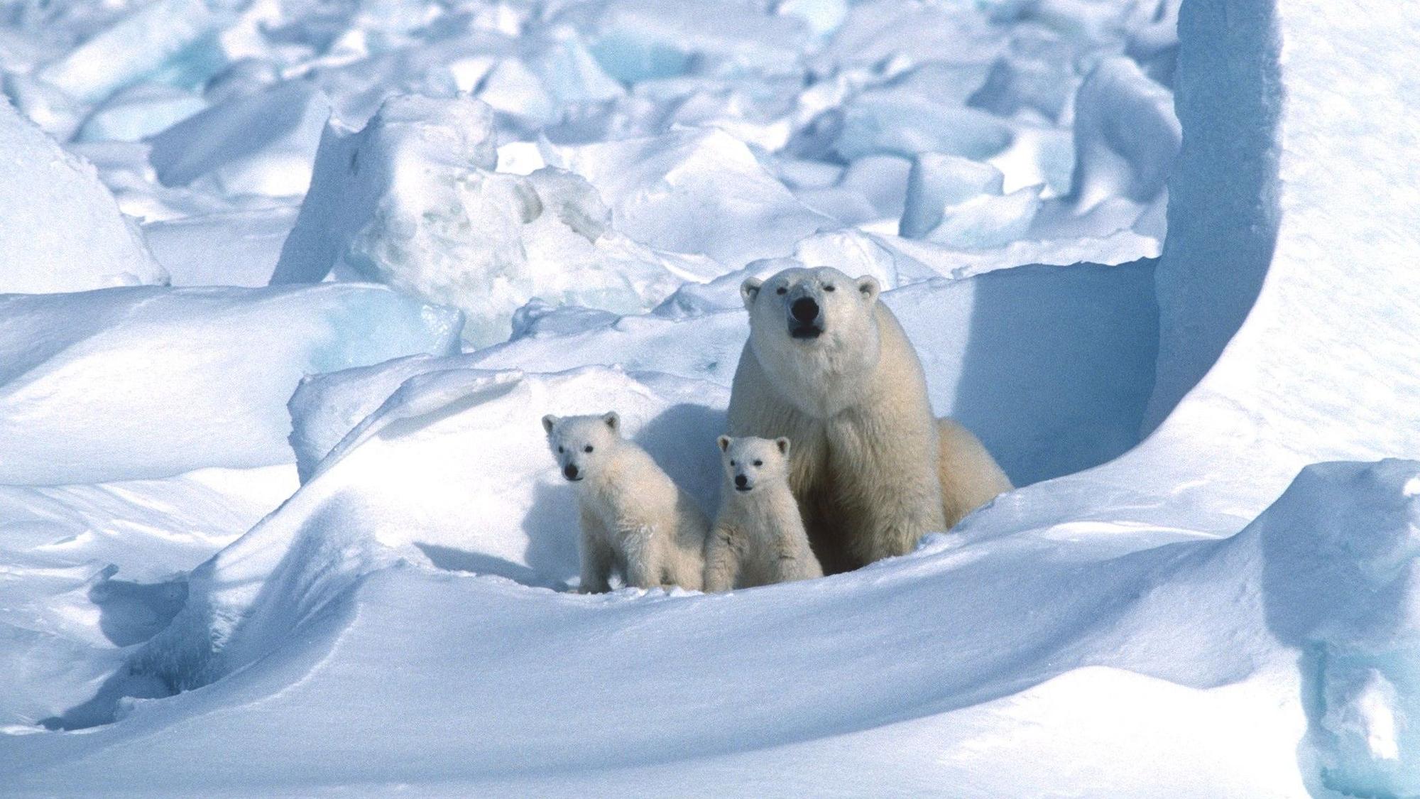 HANDOUT - 26.02.2025, Norwegen, ---: Junge Eisbären sind mit einem Muttertier in Spitzbergen zu sehen.