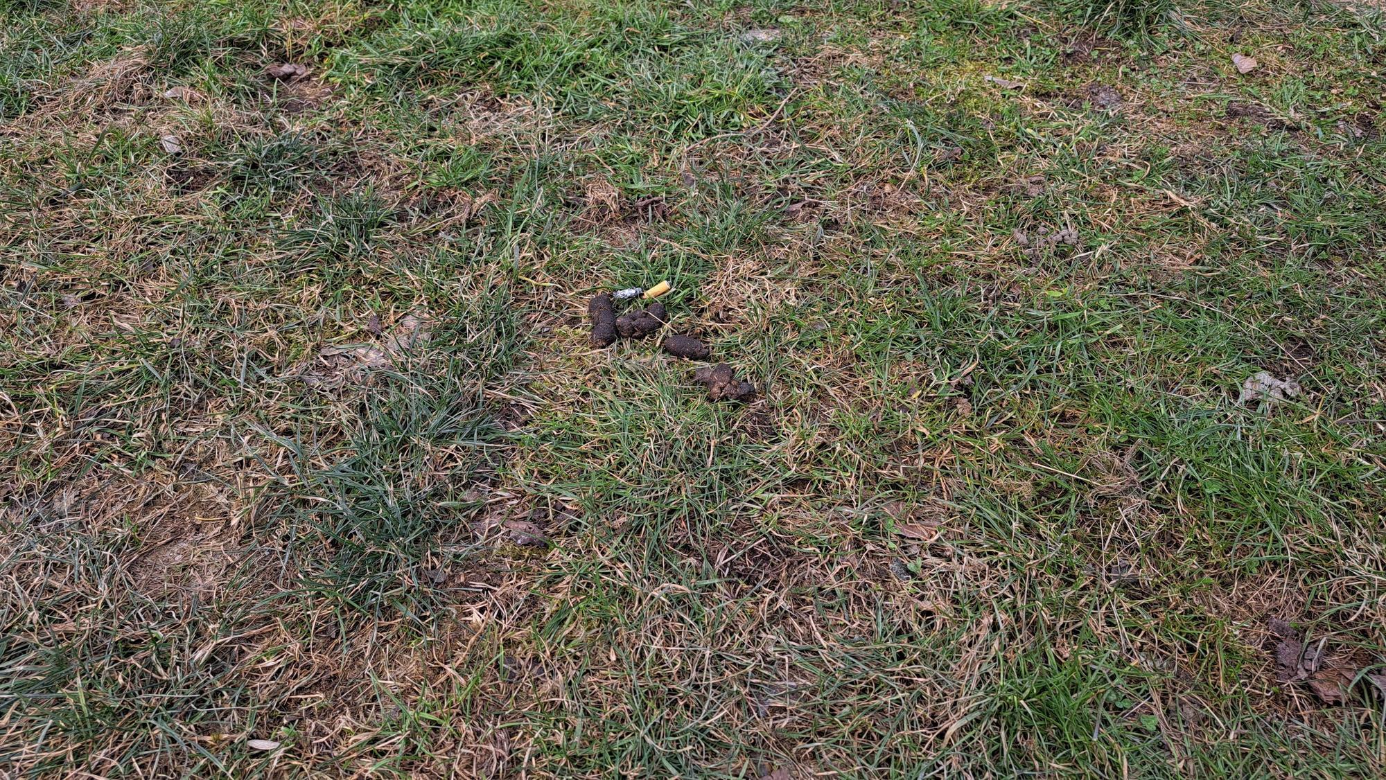 Hundekot liegt auf einer Wiese.