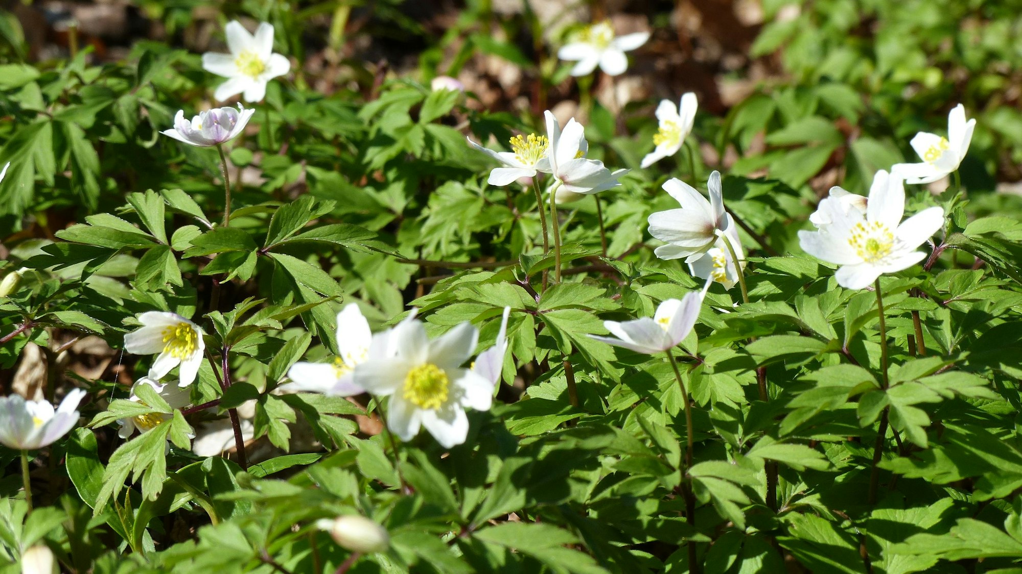 Im März werden die Pflanzen an der Großen Laache eingerahmt von einem Meer von Buschwindröschen.