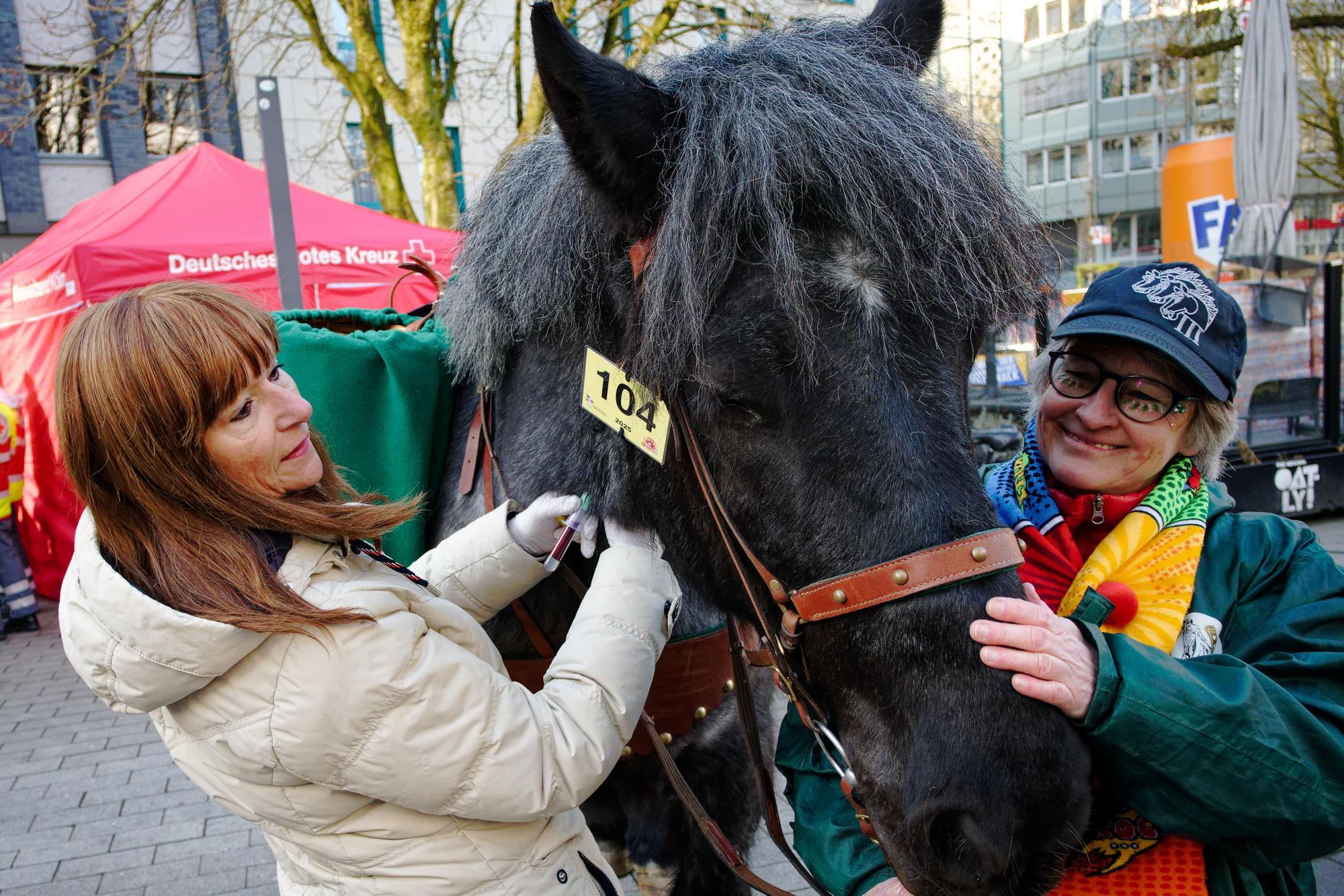 Tierärztin Cornelia Augustiniok entnimmt einem Pferd des Reiter-Korps Jan von Werth eine Blutprobe.