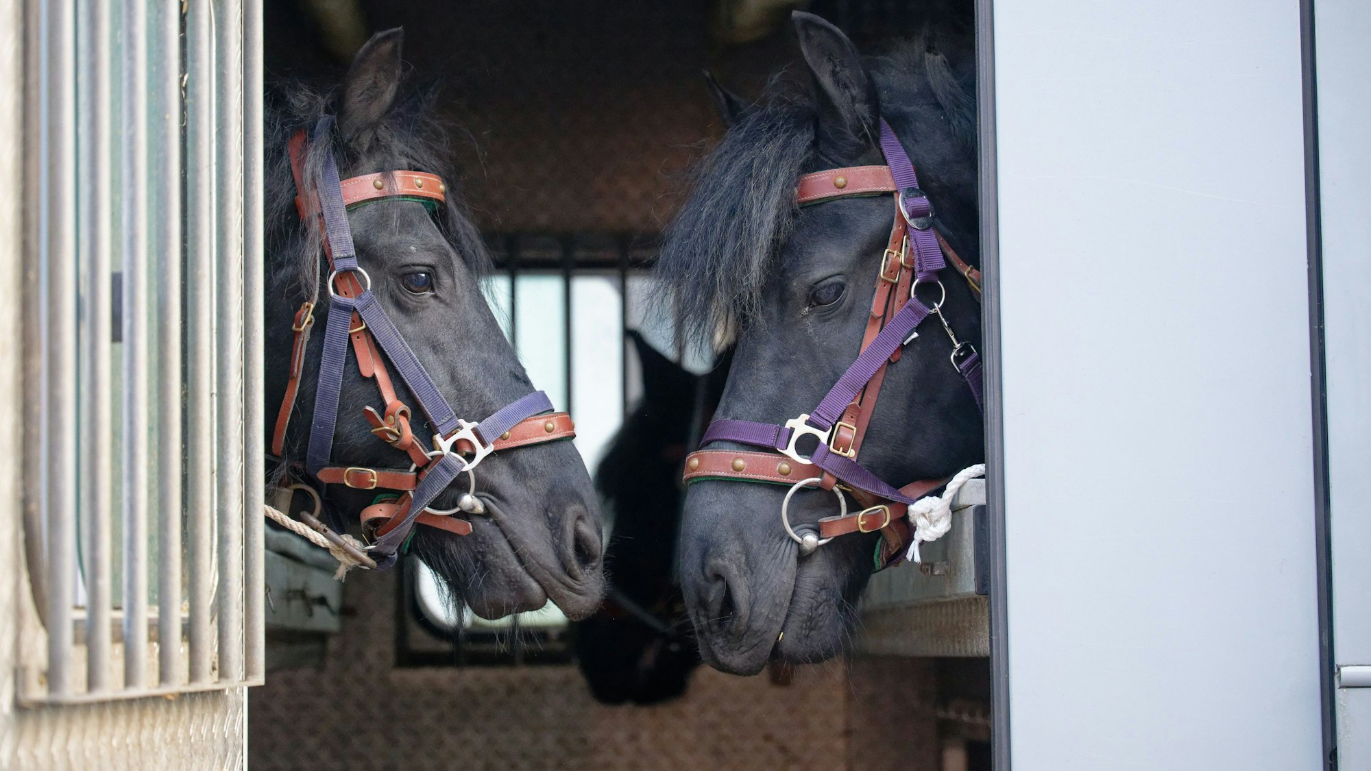 Köln: Pferde warten in einem Pferdelaster auf ihren Einsatz beim Rosenmontagszug.