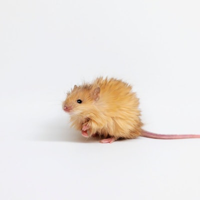 Niedlich anzuschauen - aber auch wirklich ein Durchbruch?