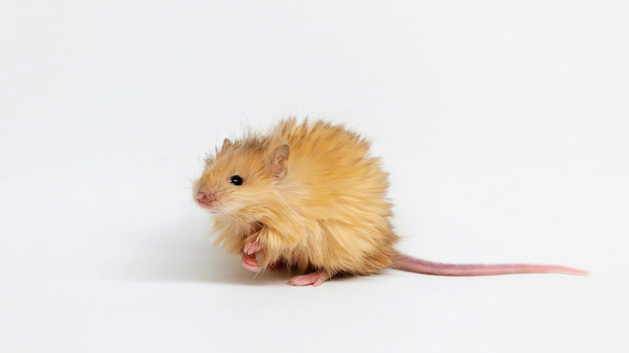 Niedlich anzuschauen - aber auch wirklich ein Durchbruch?