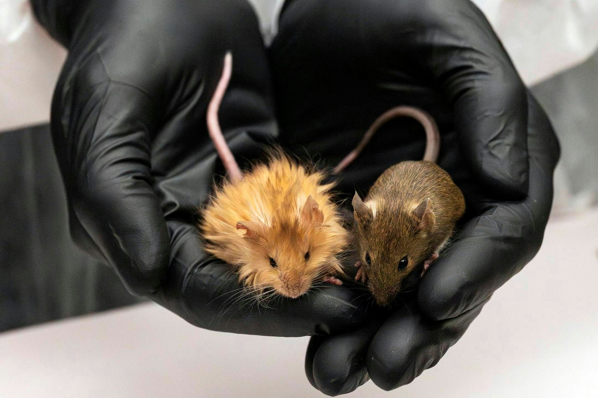 USA, Dallas: Auf diesem von Colossal Biosciences zur Verfügung gestellten Foto vom Februar 2025 ist eine genetisch veränderte Mause mit langen, dicken, wolligen Haaren neben einer normalen Maus in einem Labor zu sehen.