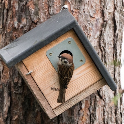 Eine Studie konnte belegen, dass Vogegelzwitscher einen positiven Effekt auf die menschliche Psyche hat. (Archivbild)