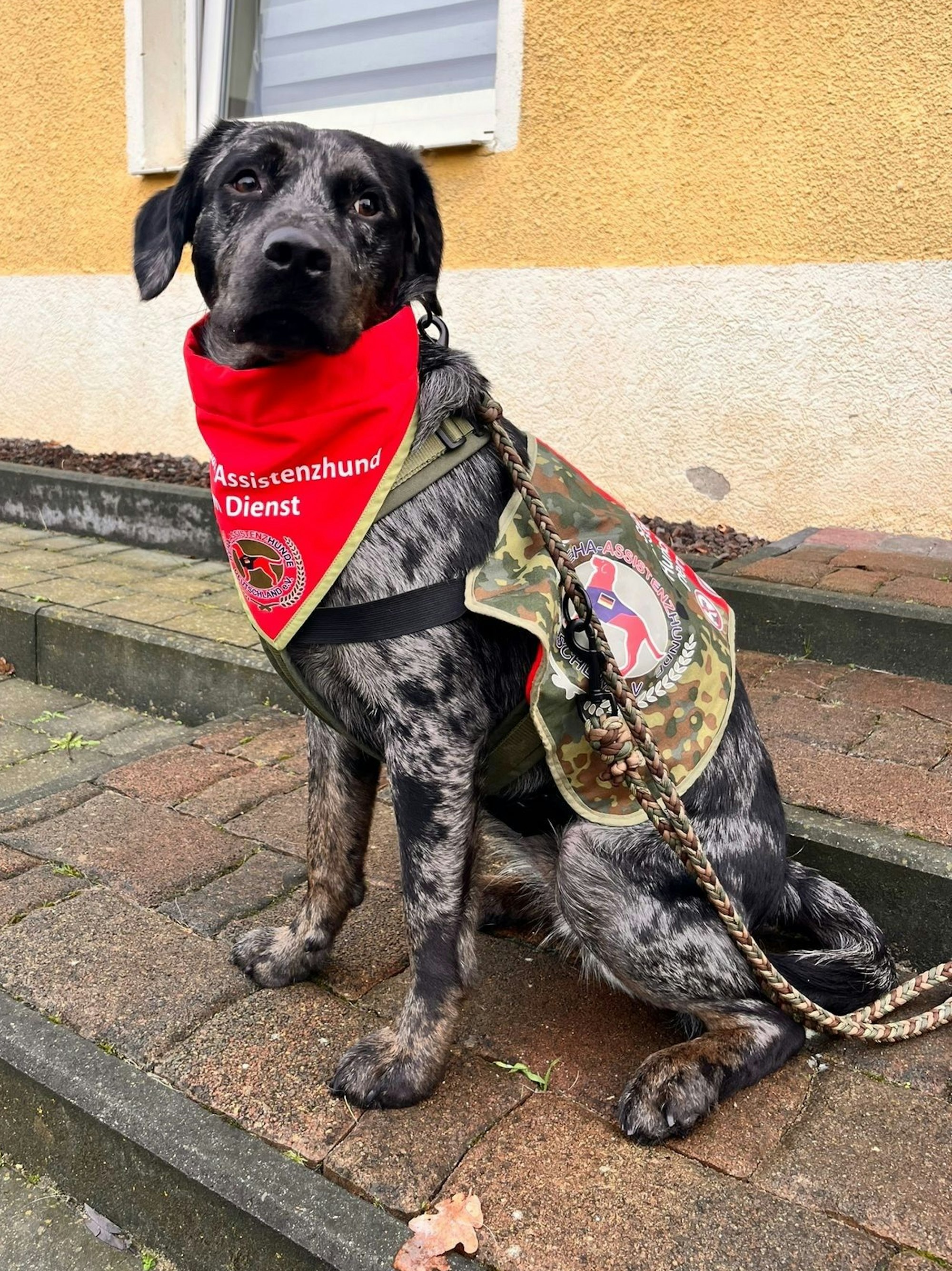 Das Foto zeigt eine Hündin mit einem Halstuch und Geschirr.