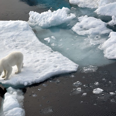 Ein Eisbär steht im Nordpolarmeer auf einer Eisscholle.