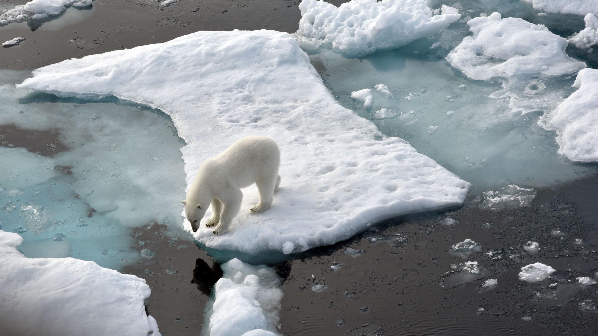 Ein Eisbär steht im Nordpolarmeer auf einer Eisscholle.