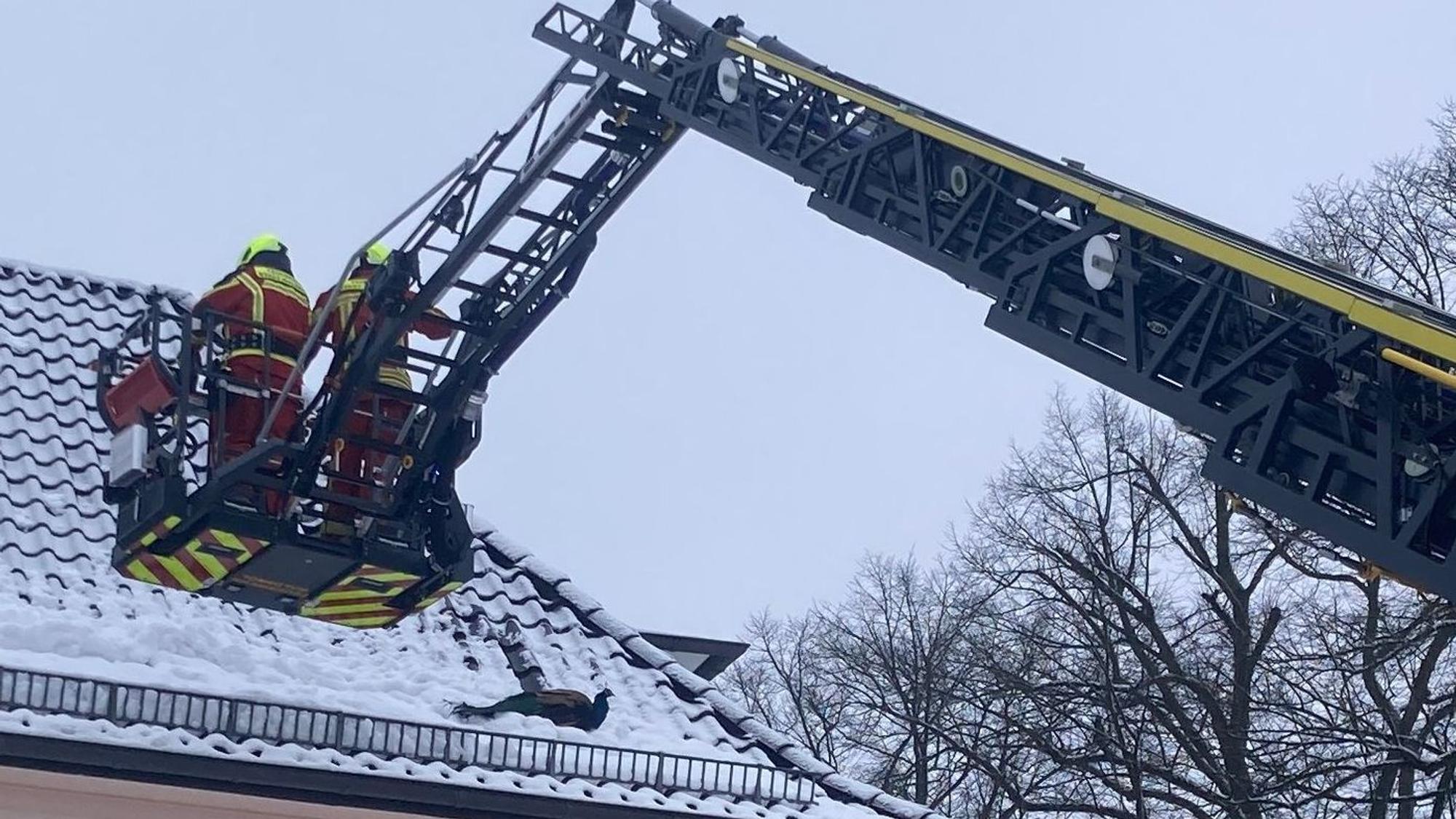 Am 10. Januar dieses Jahres beschäftigte der Pfau Karl-Heinz auch den Löschzug Thierseifen der Freiwilligen Feuerwehr. In Hermesdorf war er auf das Dach eines hohen Wohnhauses geflogen.