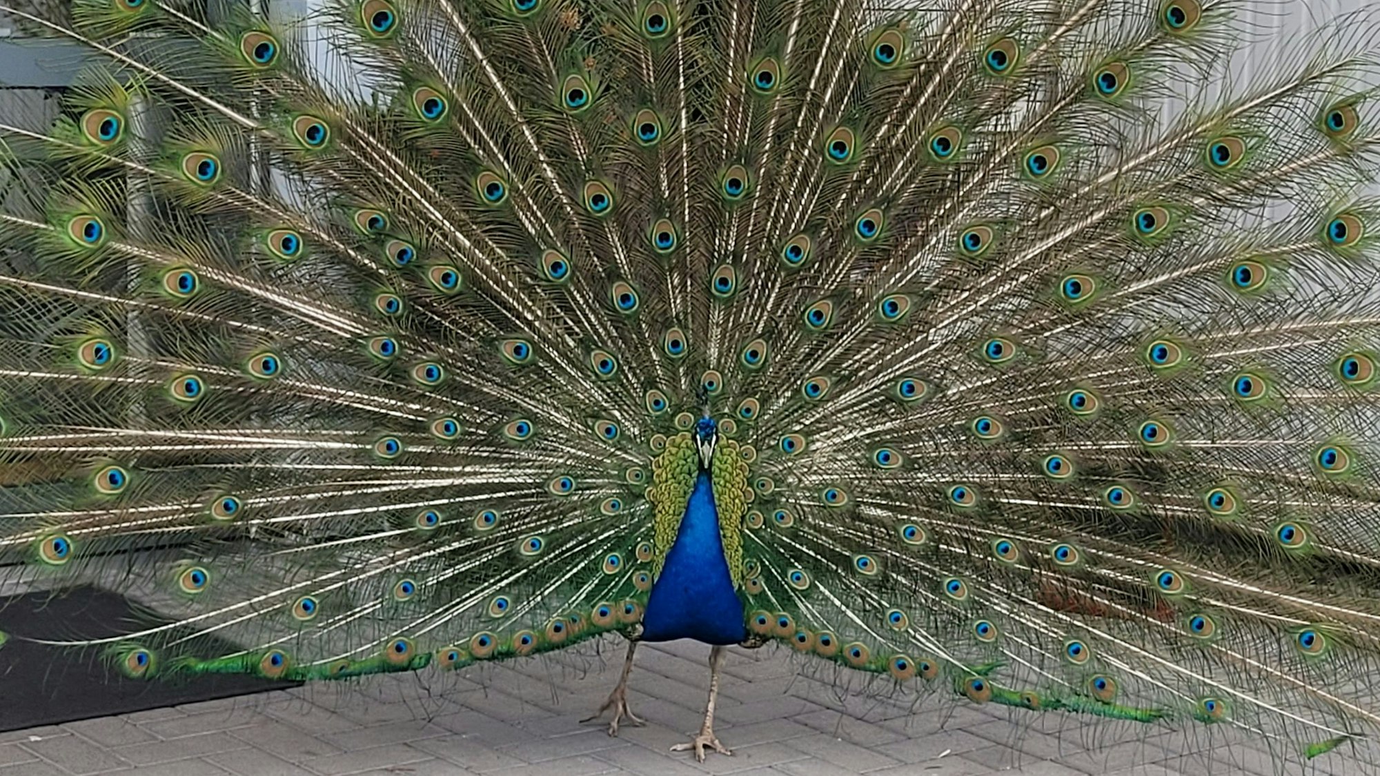 So wird man ihn in Erinnerung behalten: Der freilebende Pfau Karl-Heinz war nicht nur in der Waldbröler Ortschaft Hermesdorf weithin bekannt. Immer wieder posierte er mit gespanntem Rad für Fotos.