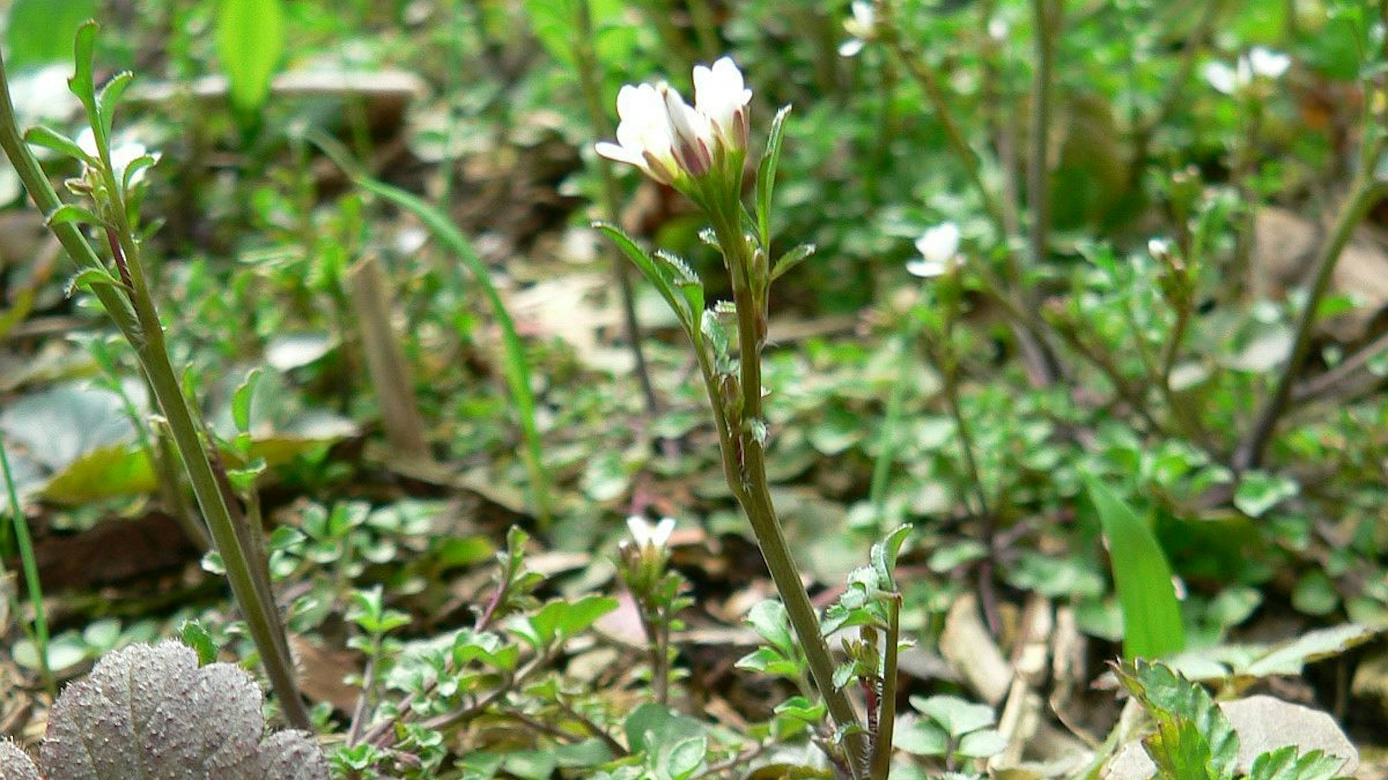 Das Behaarte Schaumkraut kommt in den unteren Stufen des Himalayas vor.