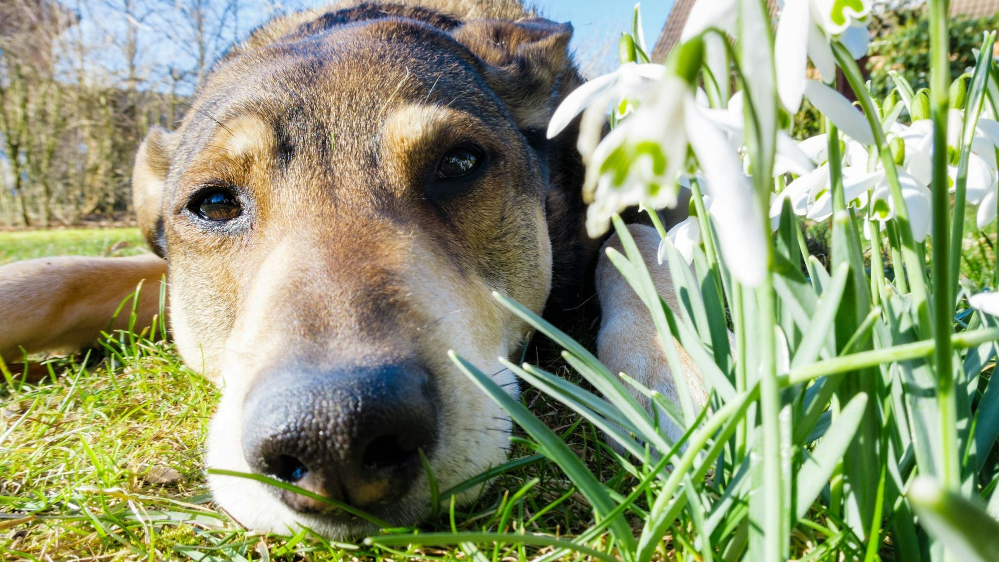 Ist ein Hund allergisch gegen Pollen oder Gräser, sind am häufigsten die Pfoten, die Schnauze, die Ohren oder auch die Augenpartie von allergischen Reaktionen betroffen.