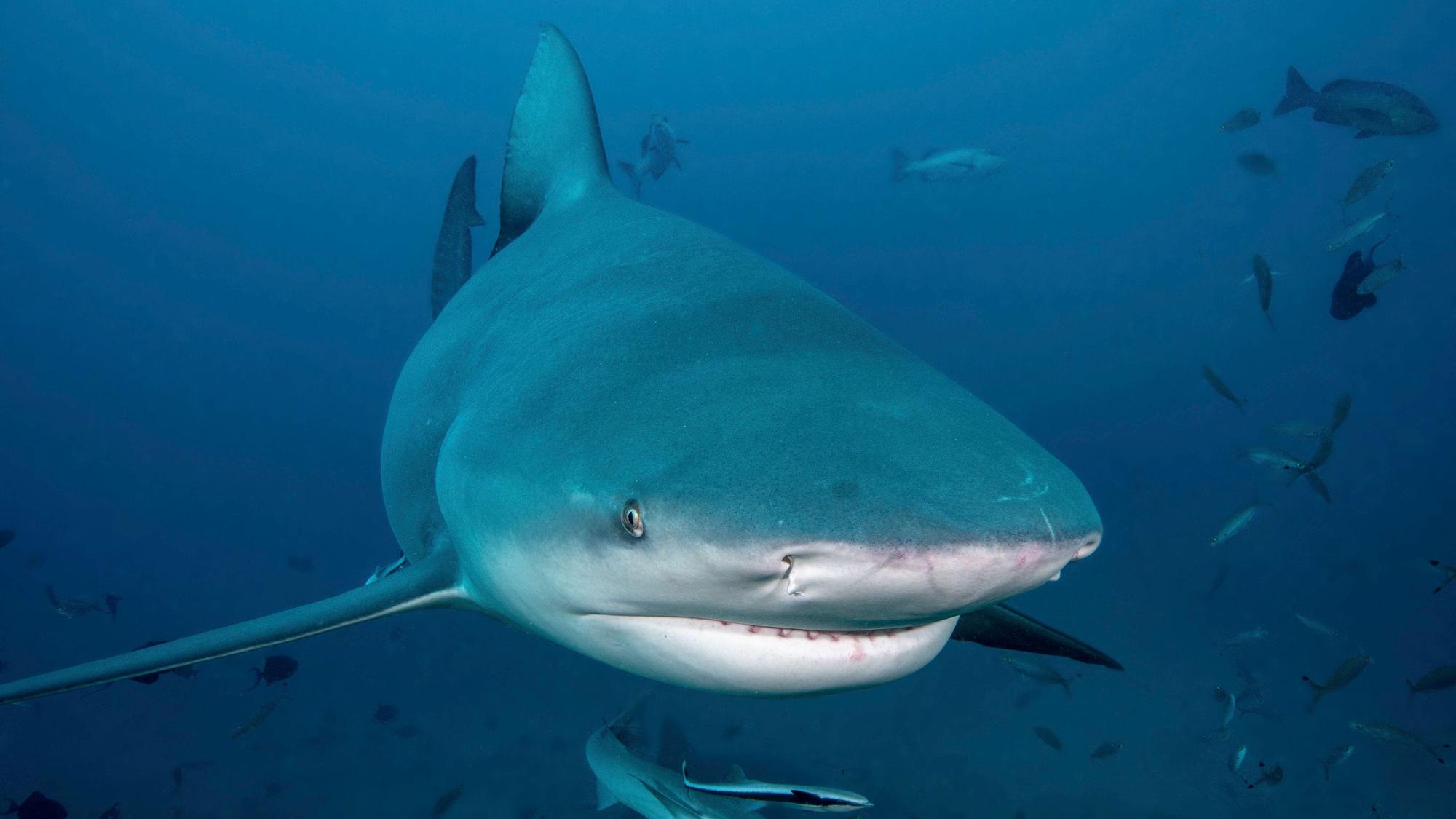 South Pacific, Fiji. Bull shark close-up. Credit as: Jones & Shimlock / Jaynes Gallery / DanitaDelimont.com PUBLICATIONxNOTxINxUSAxCANxMEX Copyright: xWilliamxD.xJaynesxBJYx/x OC01 BJY0023