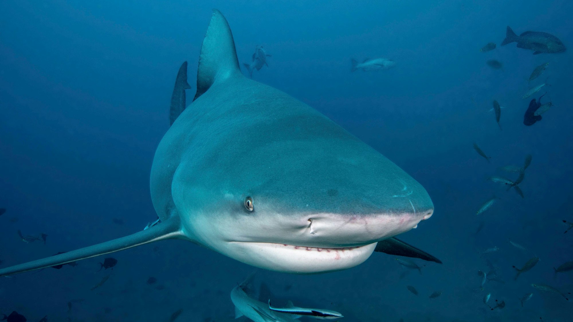 South Pacific, Fiji. Bull shark close-up. Credit as: Jones & Shimlock / Jaynes Gallery / DanitaDelimont.com PUBLICATIONxNOTxINxUSAxCANxMEX Copyright: xWilliamxD.xJaynesxBJYx/x OC01 BJY0023