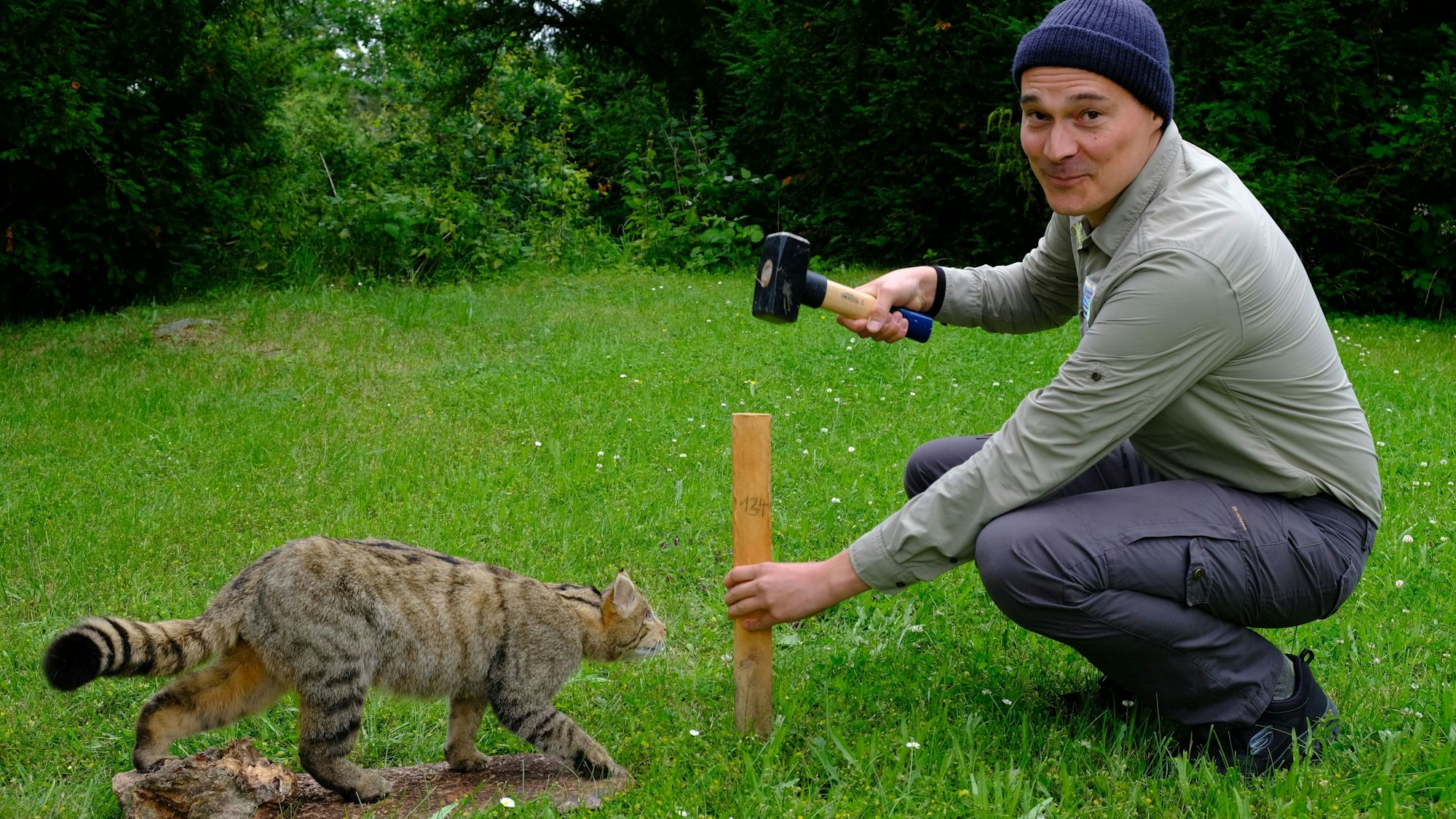 Forscher Sönke Twietmeyer mit Wildkatze (Präparat). Er schlägt mit einem Hammer einen Holzpflock in die Erde.