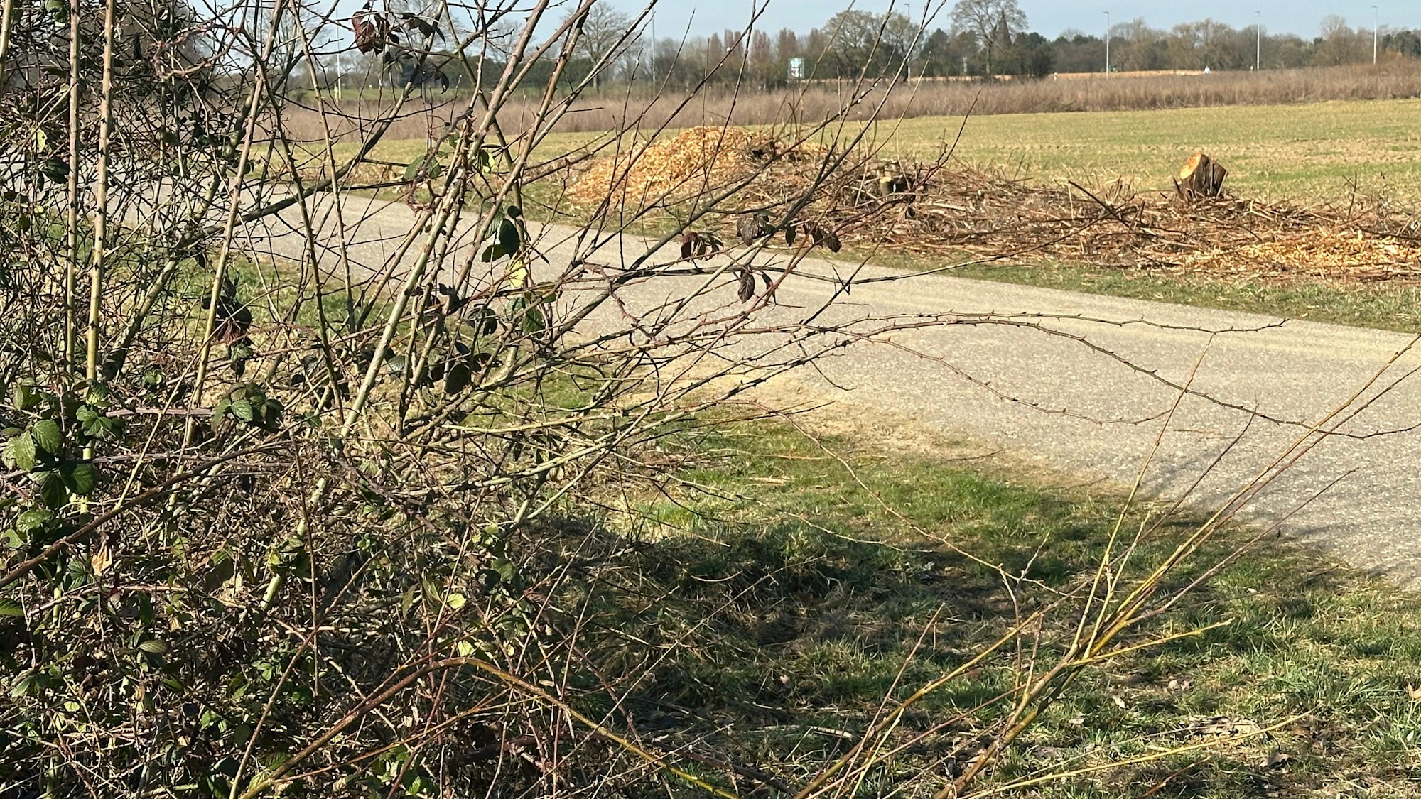 Der Butterberg ist auch ein Lebensraum, vorn eine Hecke, hinten eine gestutzte Hecke