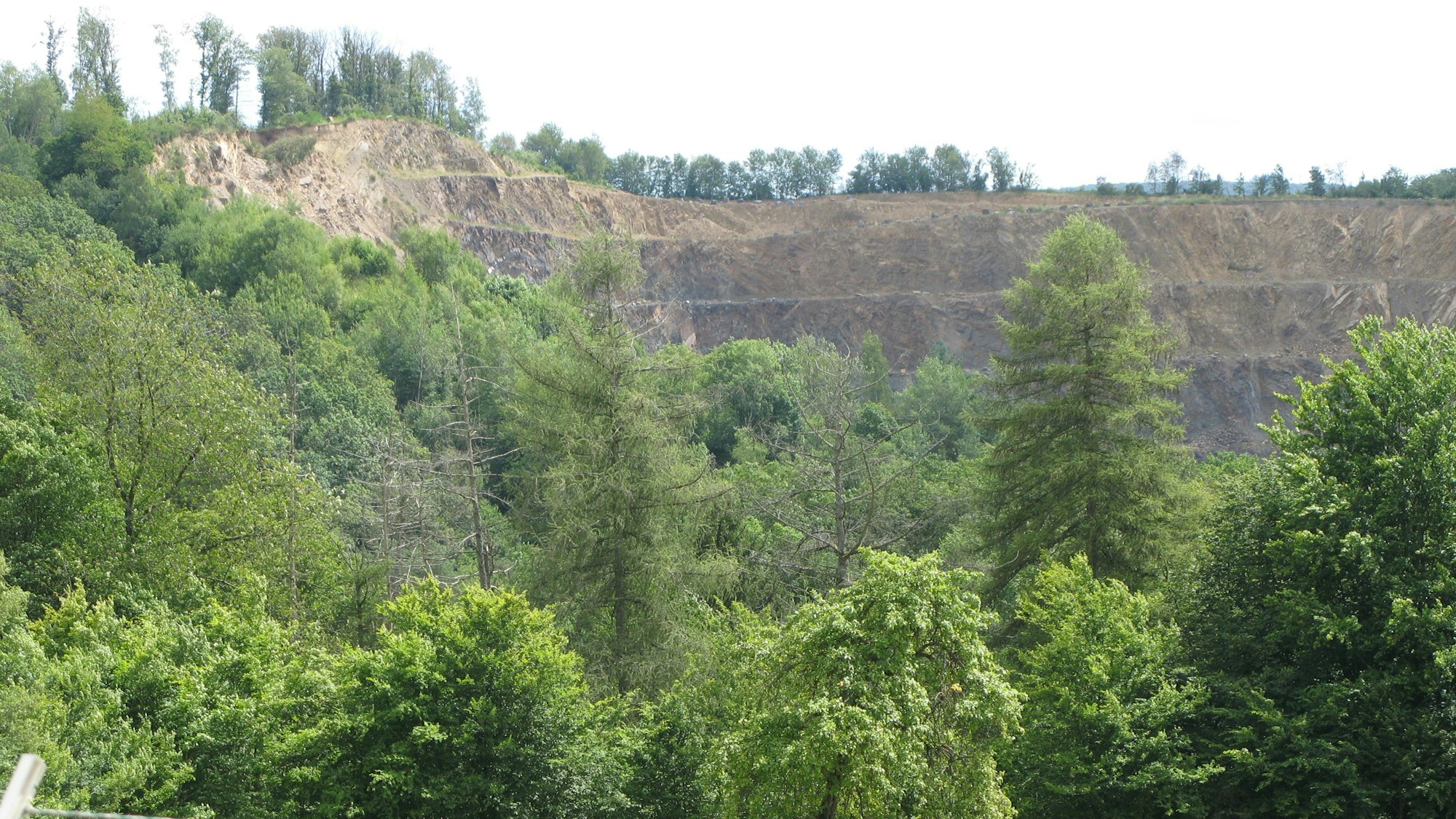Bäume und die Abbaukante eines Steinbruchs im Hintergrund.