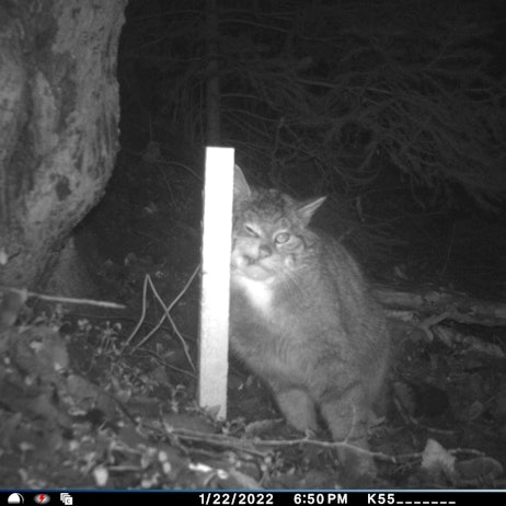 Die nächtliche Aufnahme einer Wildkamera zeigt eine Wildkatze, die sich an einem Stock reibt.