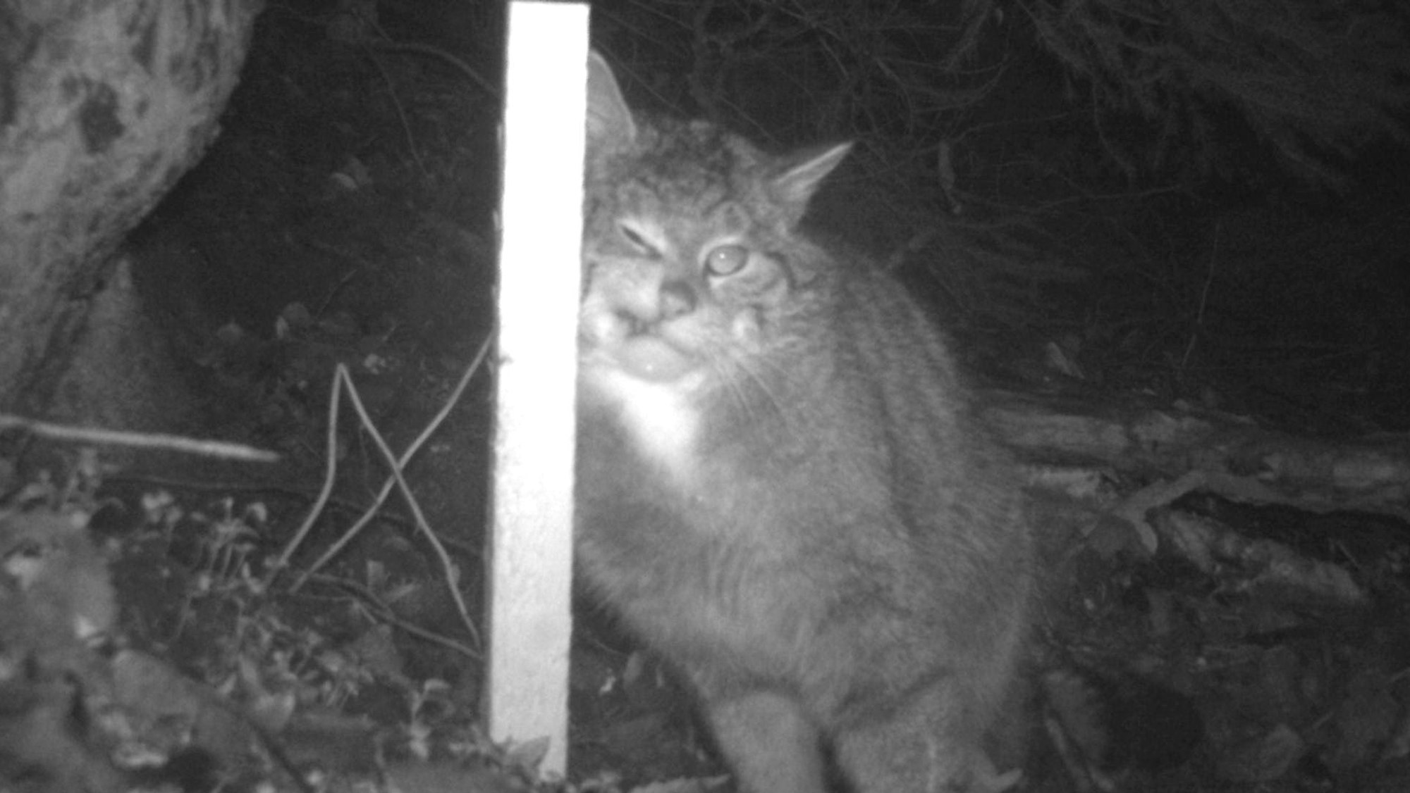 Die nächtliche Aufnahme einer Wildkamera zeigt eine Wildkatze, die sich an einem Stock reibt.
