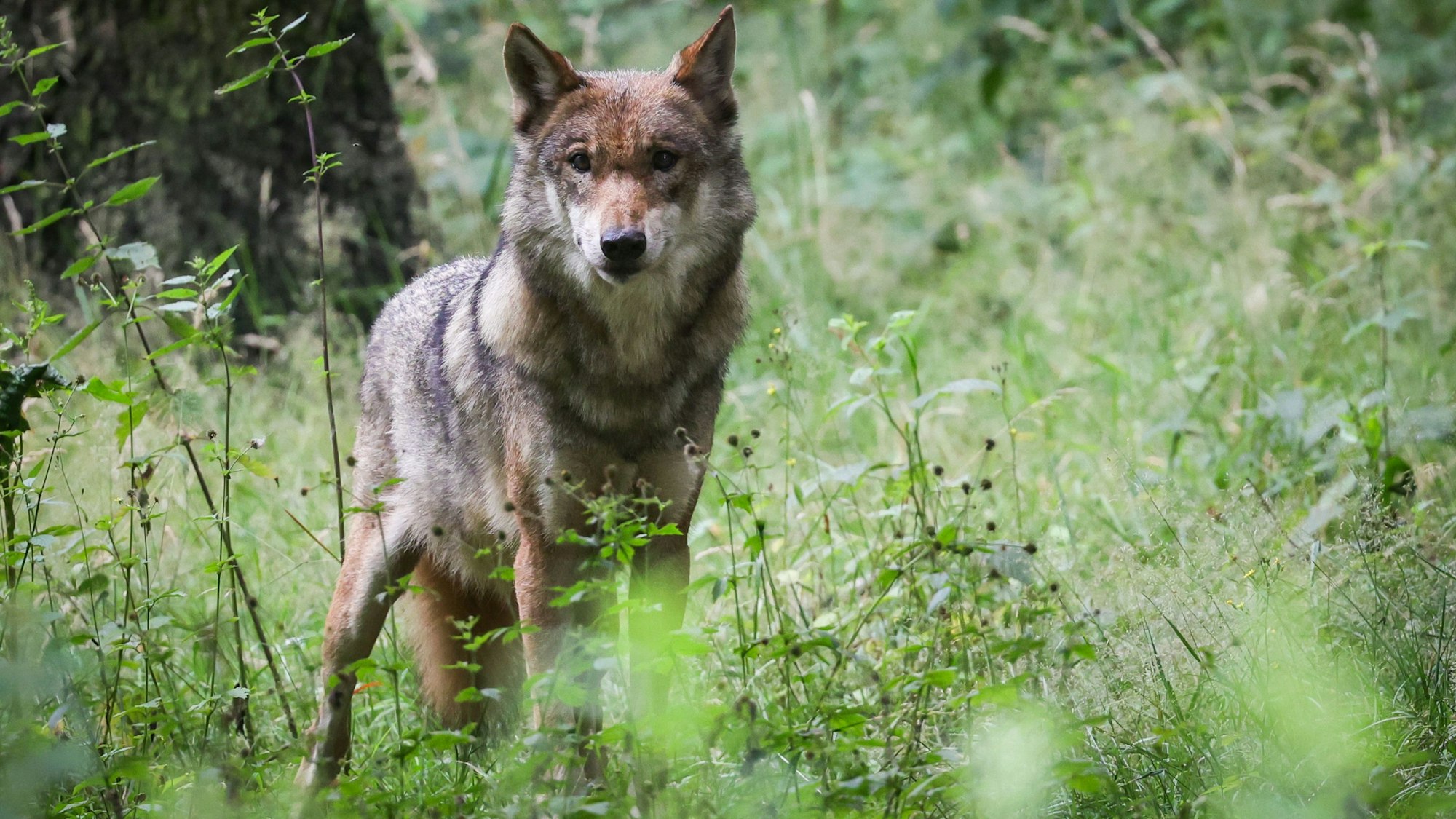 Eine ausgewachsener weiblicher Wolf steht in seinem Gehege im Tierpark.
