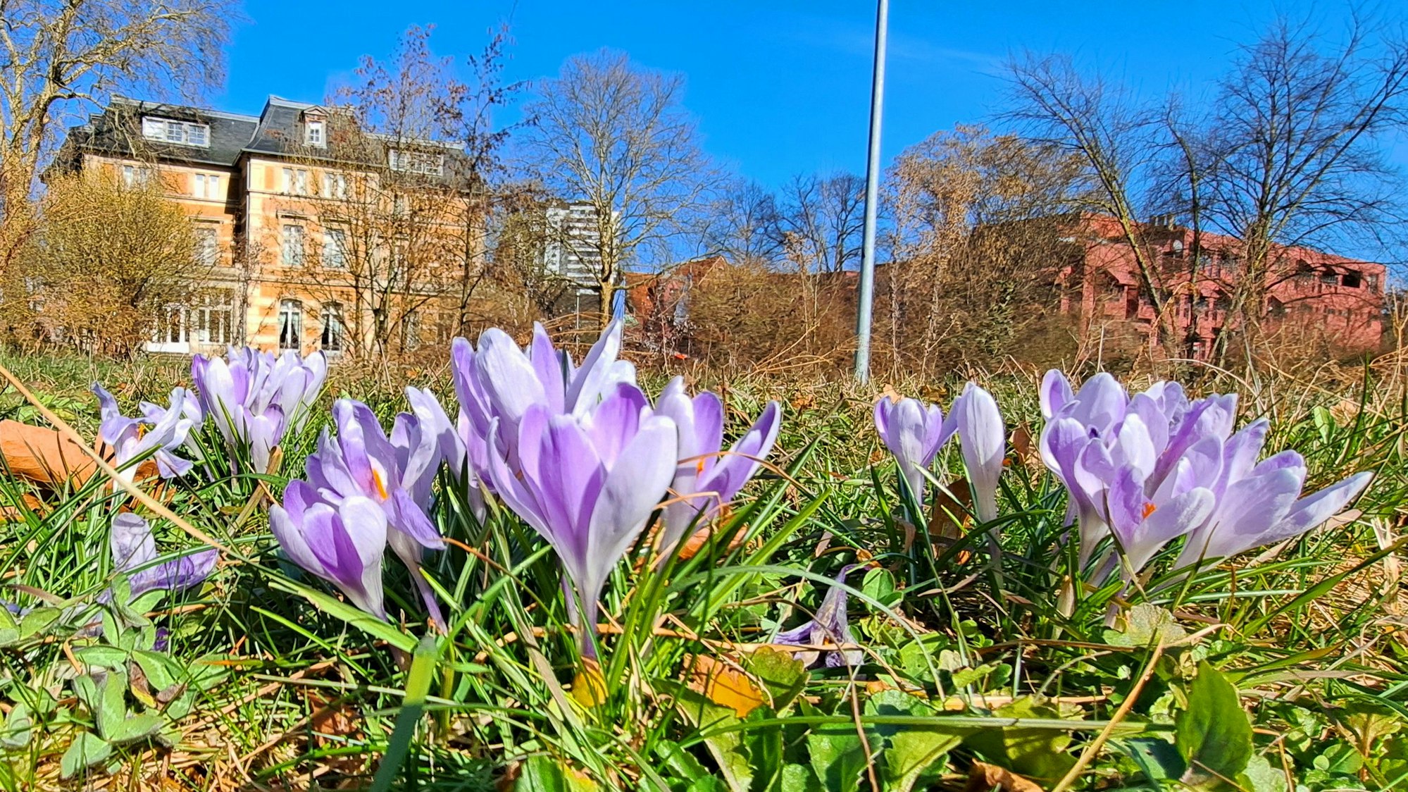 Krokusse blühen vor der Villa Zanders.