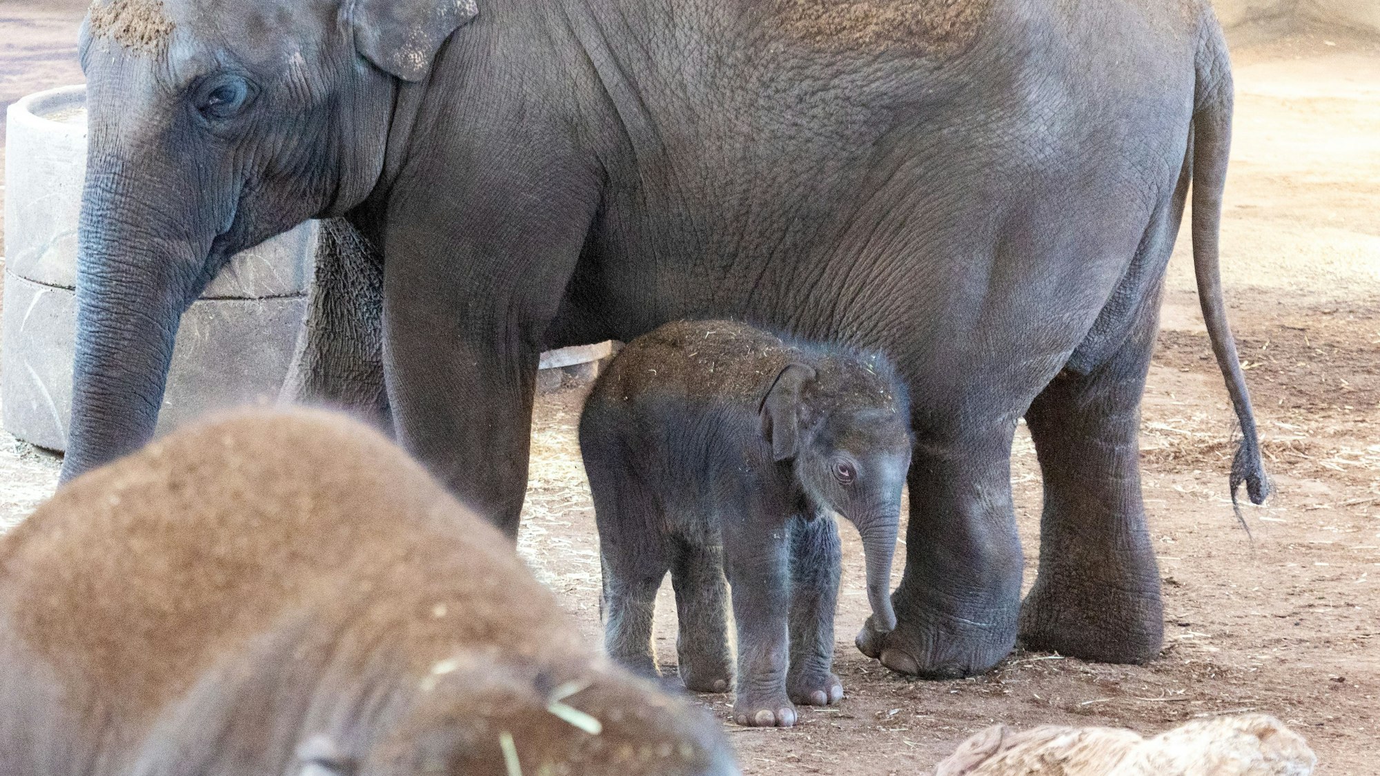 08.03.2025
Köln
Kölner Zoo stellt Nachwuchs bei den Elefanten vor.