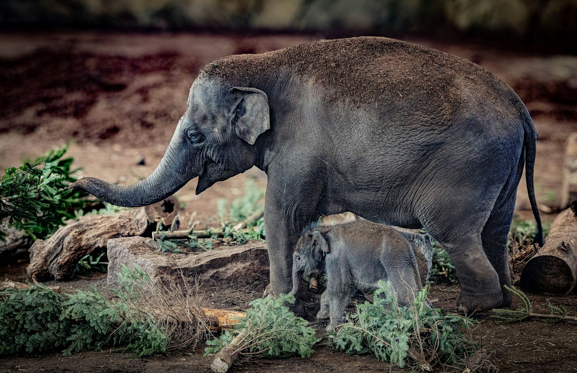 Der Elefanten-Nachwuchs schlendert mit Mutter Marlar durch das Gelände.