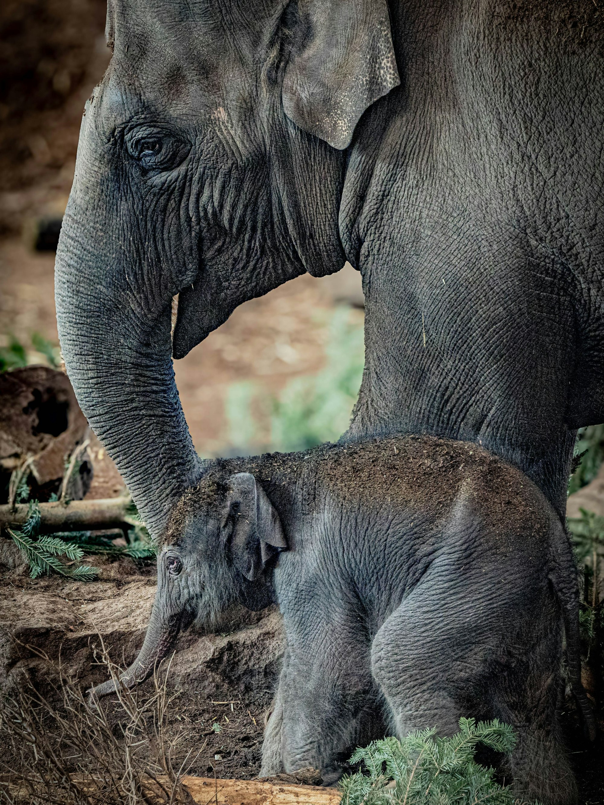 Mutter Marlar mit ihrem Elefantenjungen.