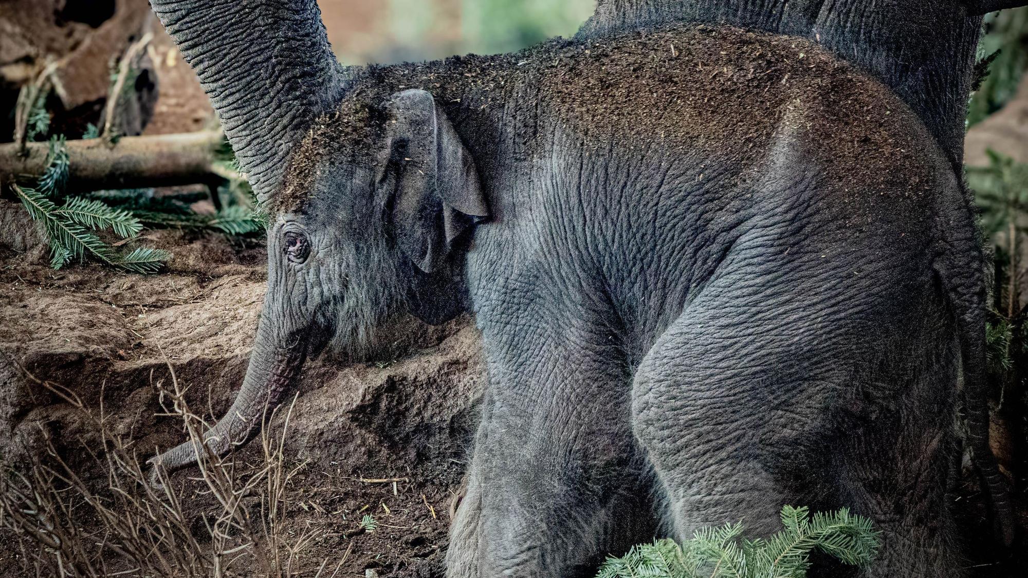Der neugeborene Elefant ist noch namenlos.
