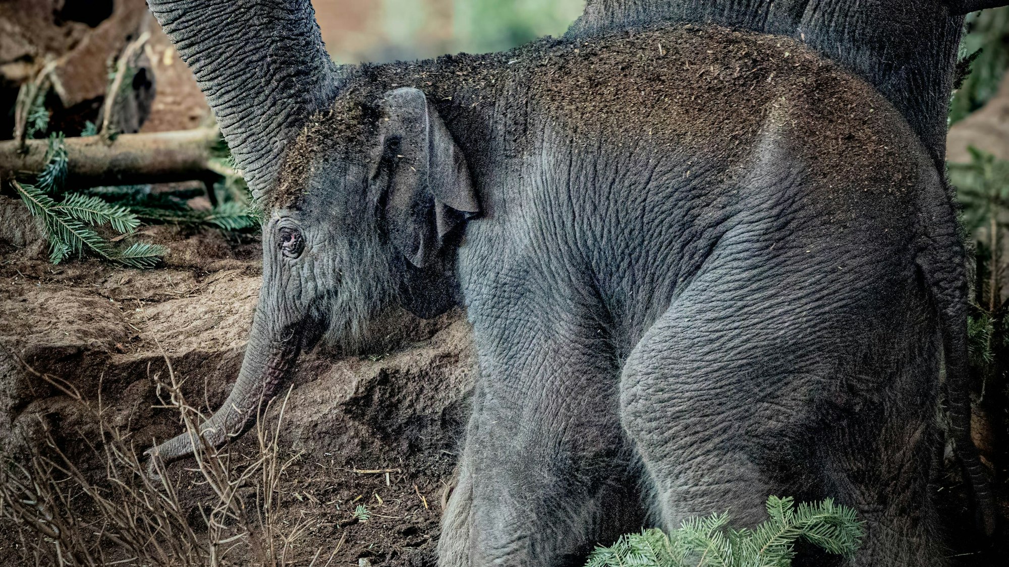 Der neugeborene Elefant ist noch namenlos.