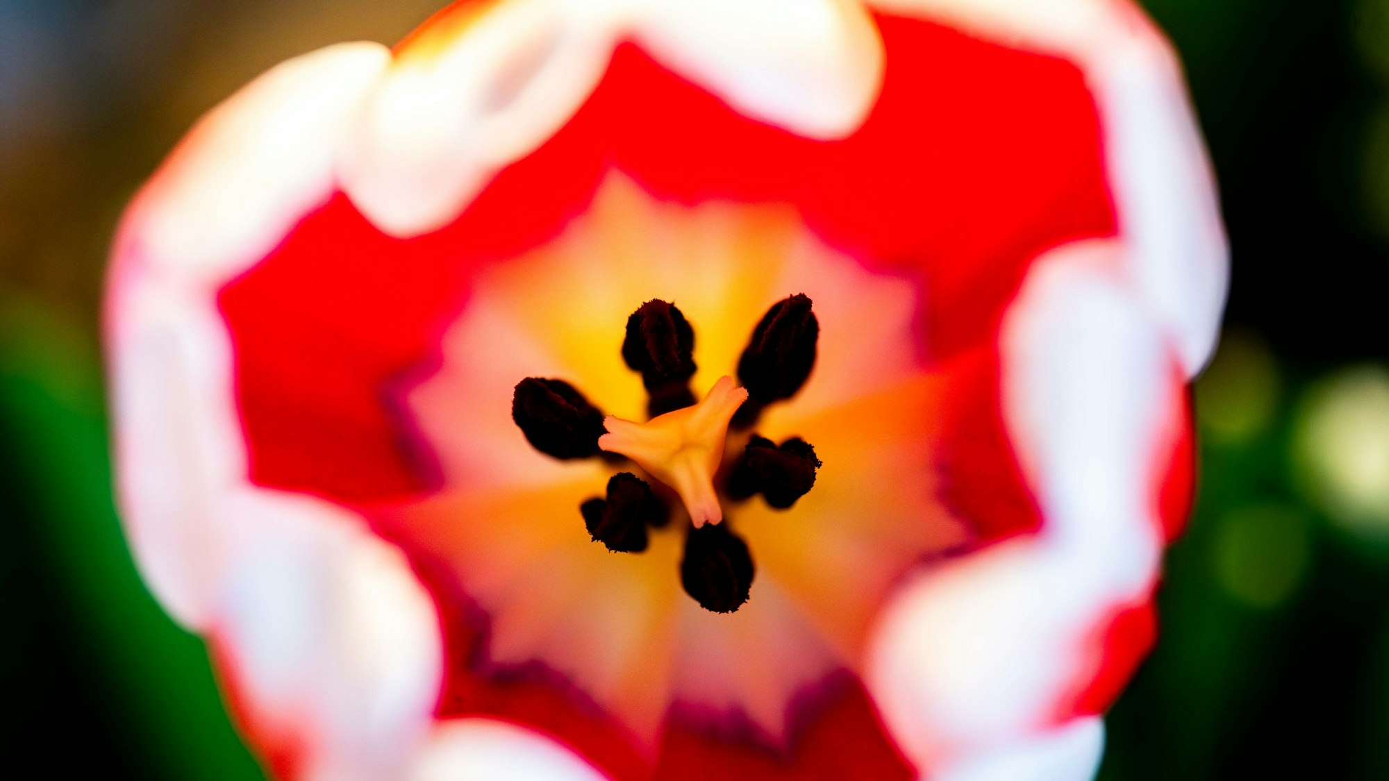 Das Bild zeigt eine Makro-Aufnahme aus dem Inneren einer Tulpen-Blüte.