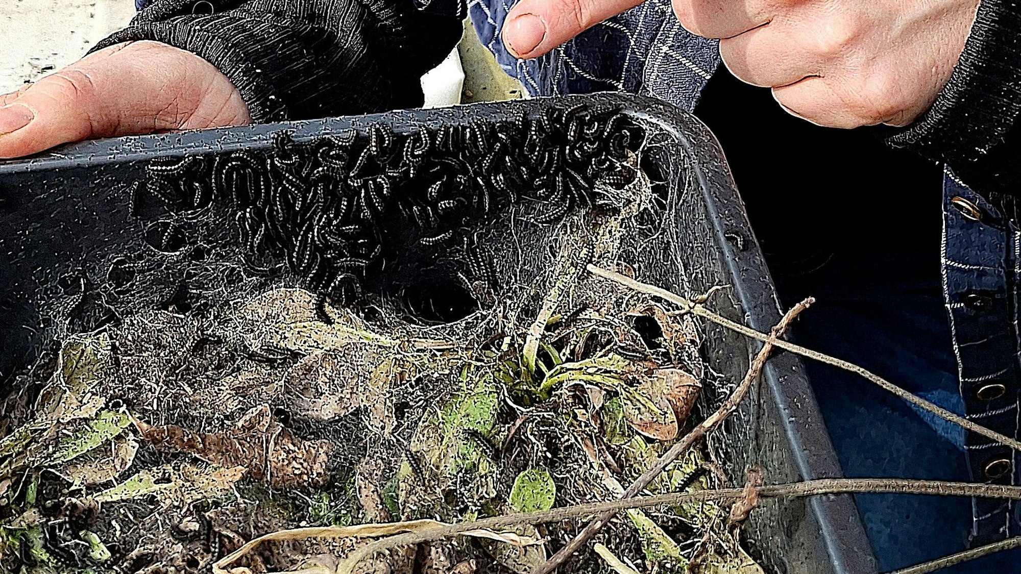 In einer schwarzen Schale liegen Blätter, zudem sind zahlreiche Schmetterlings-Larven zu sehen.