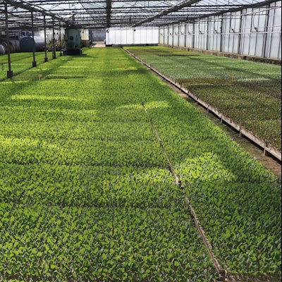 Auf dem Bild sieht man ein kleines Pflanzenmeer in einem Gewächshaus.