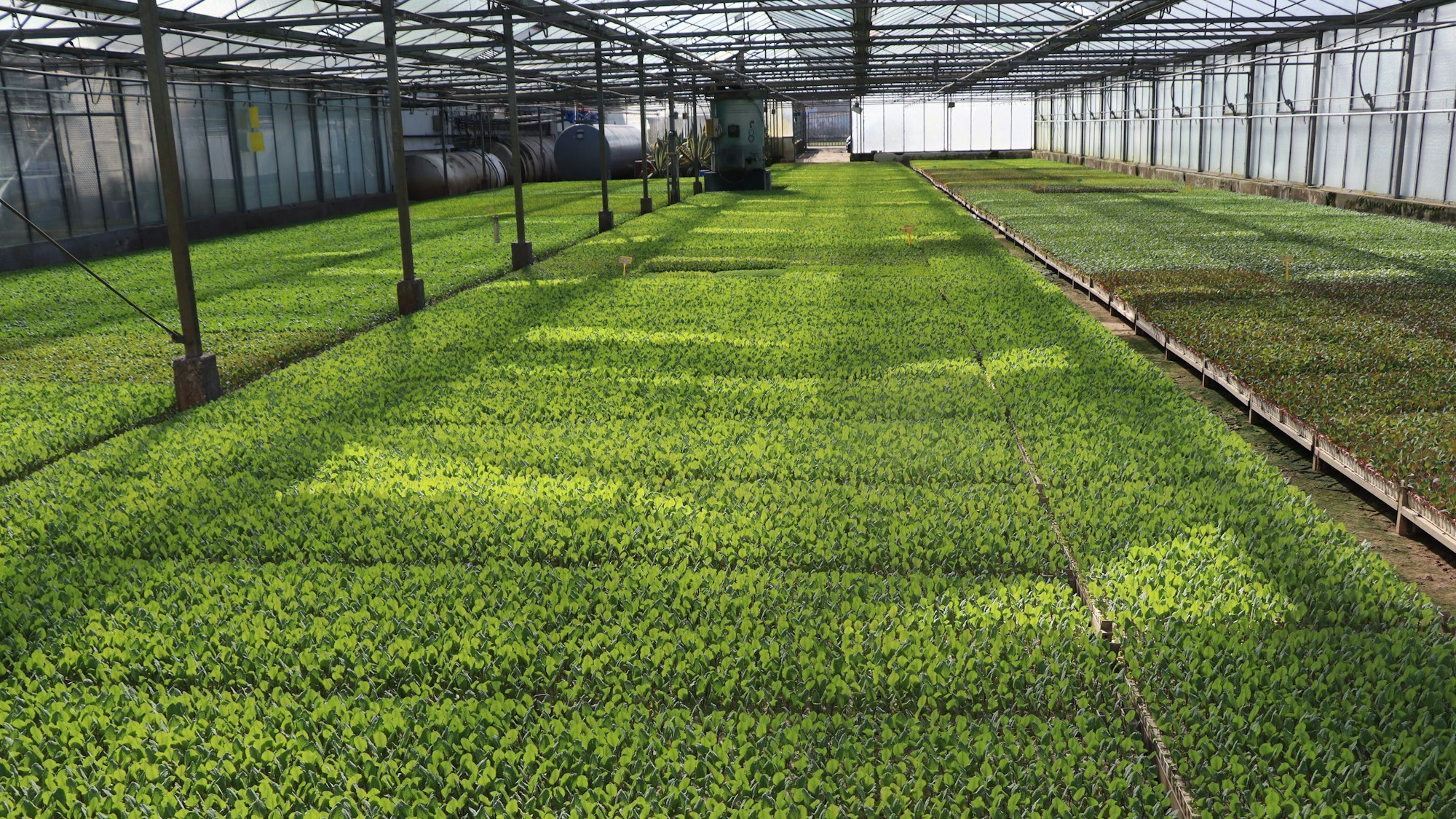 Auf dem Bild sieht man ein kleines Pflanzenmeer in einem Gewächshaus.