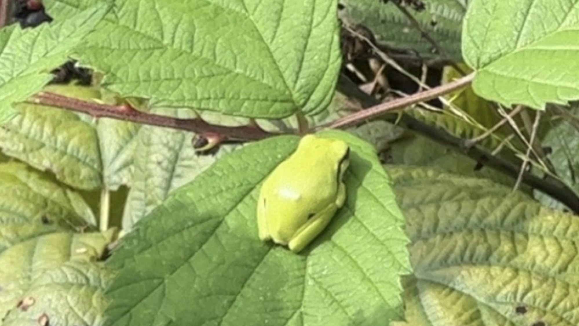 Dieser Laubfrosch am Butterberg wurde von Andreas Fey fotografiert, der die Klage des BUND unterstützte.