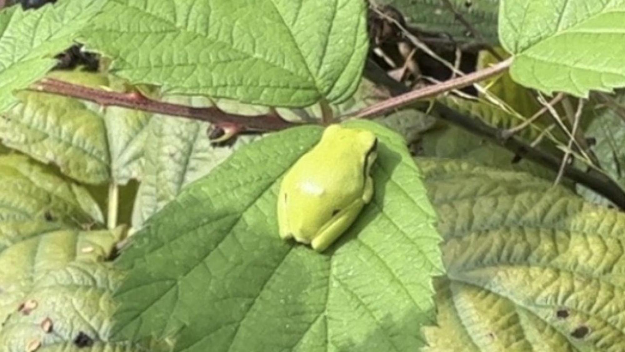 Diesen Laubfrosch am Butterberg in Sankt Augustin haben Umweltschützer fotografiert.