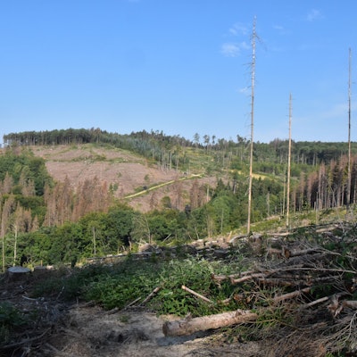 Kahle, kranke Bäume auf einer früheren Waldfläche