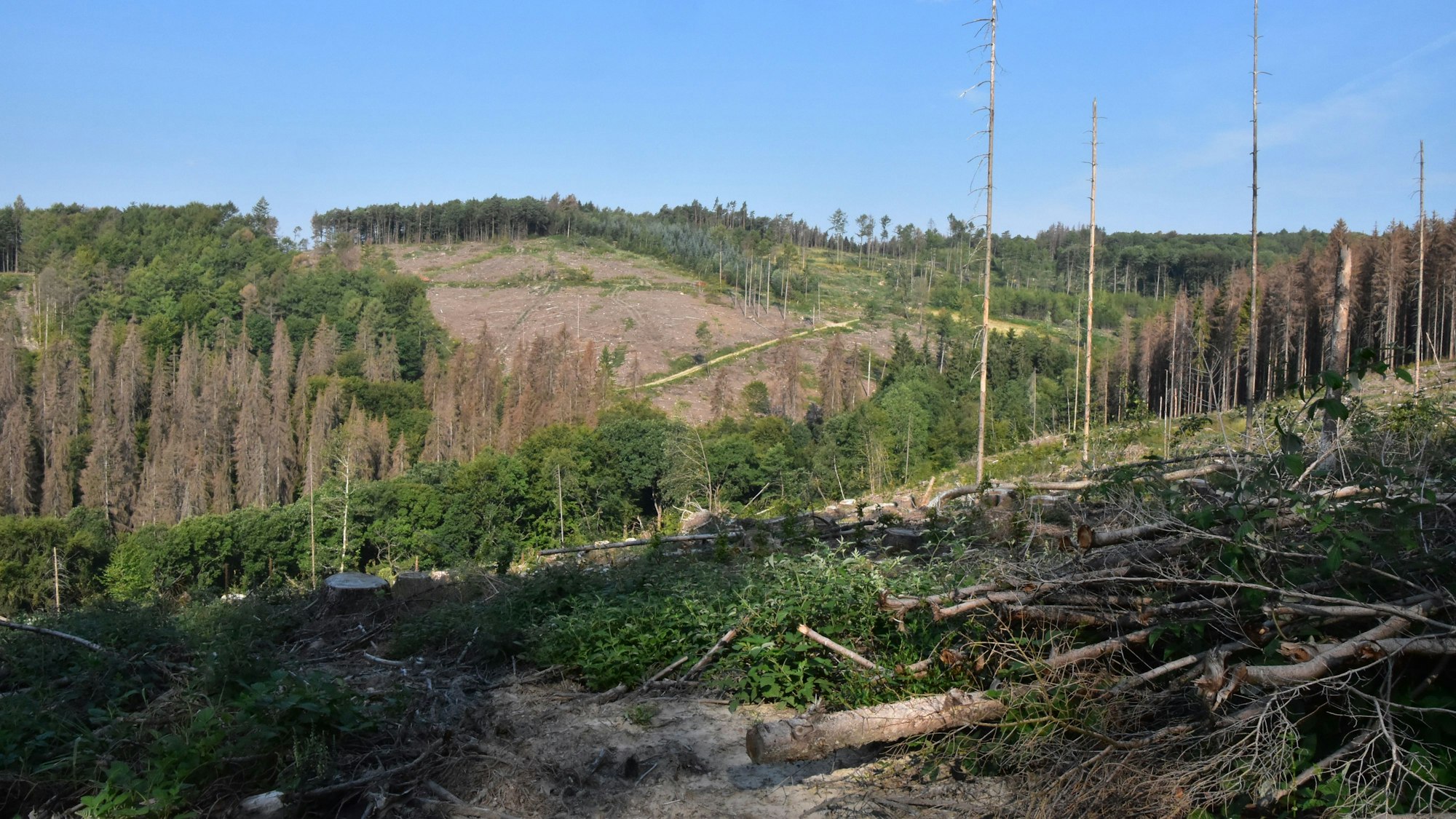 Kahle, kranke Bäume auf einer früheren Waldfläche