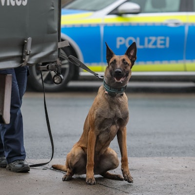 Ein Polizeihund wartet auf seinen Einsatz als Spürhund während einer Kontrolle auf einem Parkplatz.
