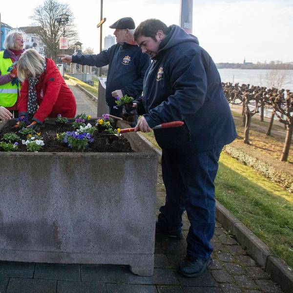 Gemeinsam bepflanzt haben Mitglieder des Bürgervereins Porz-Mitte und der KG Porzer Stadtgarde die Blumenkübel am Friedrich-Ebert-Ufer.