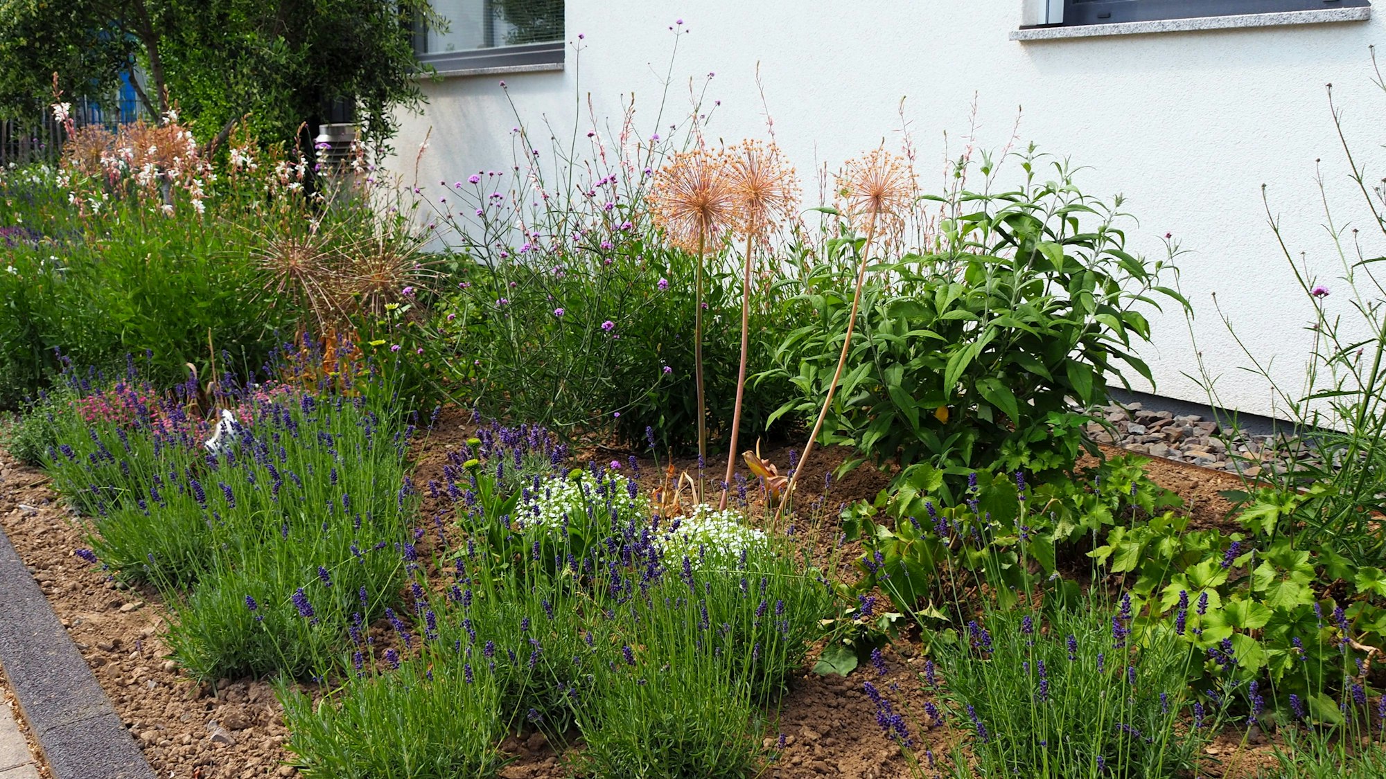 Ein grün bepflanzter Vorgarten in Köln-Sürth.