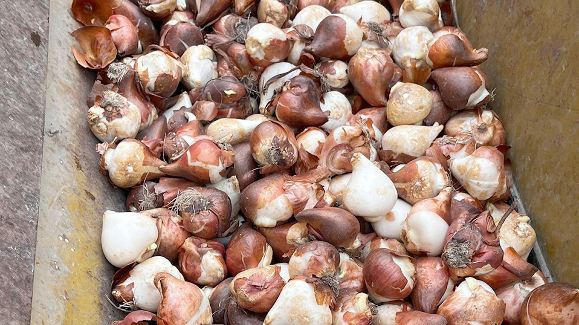 Ein Behälter mit Tulpenzwiebeln.